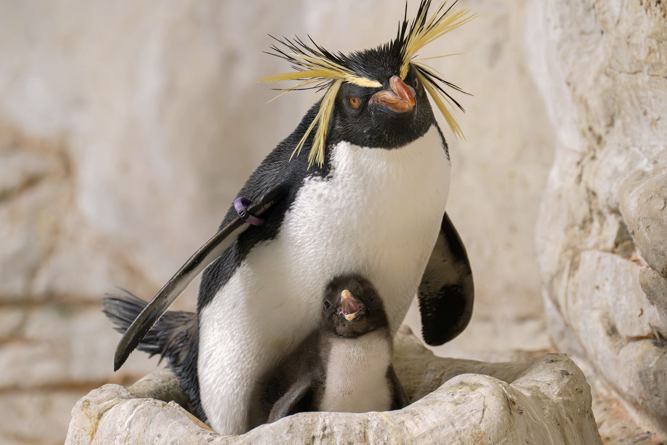 Nachwuchs bei den Nördlichen Felsenpinguinen im Wiener Zoo Schönbrunn.