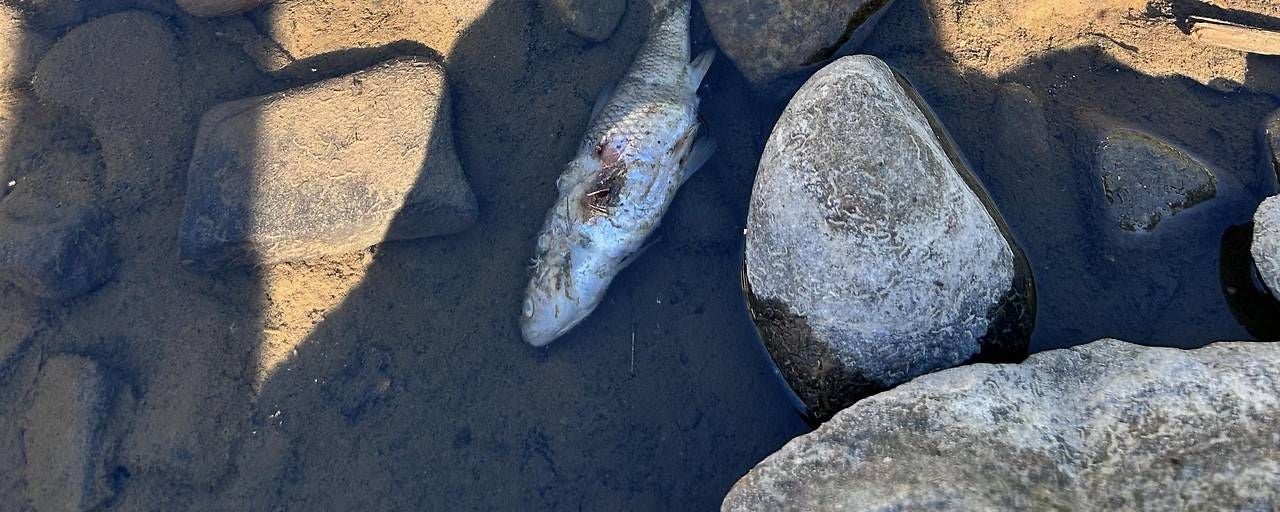Toter Fisch im Kamp.