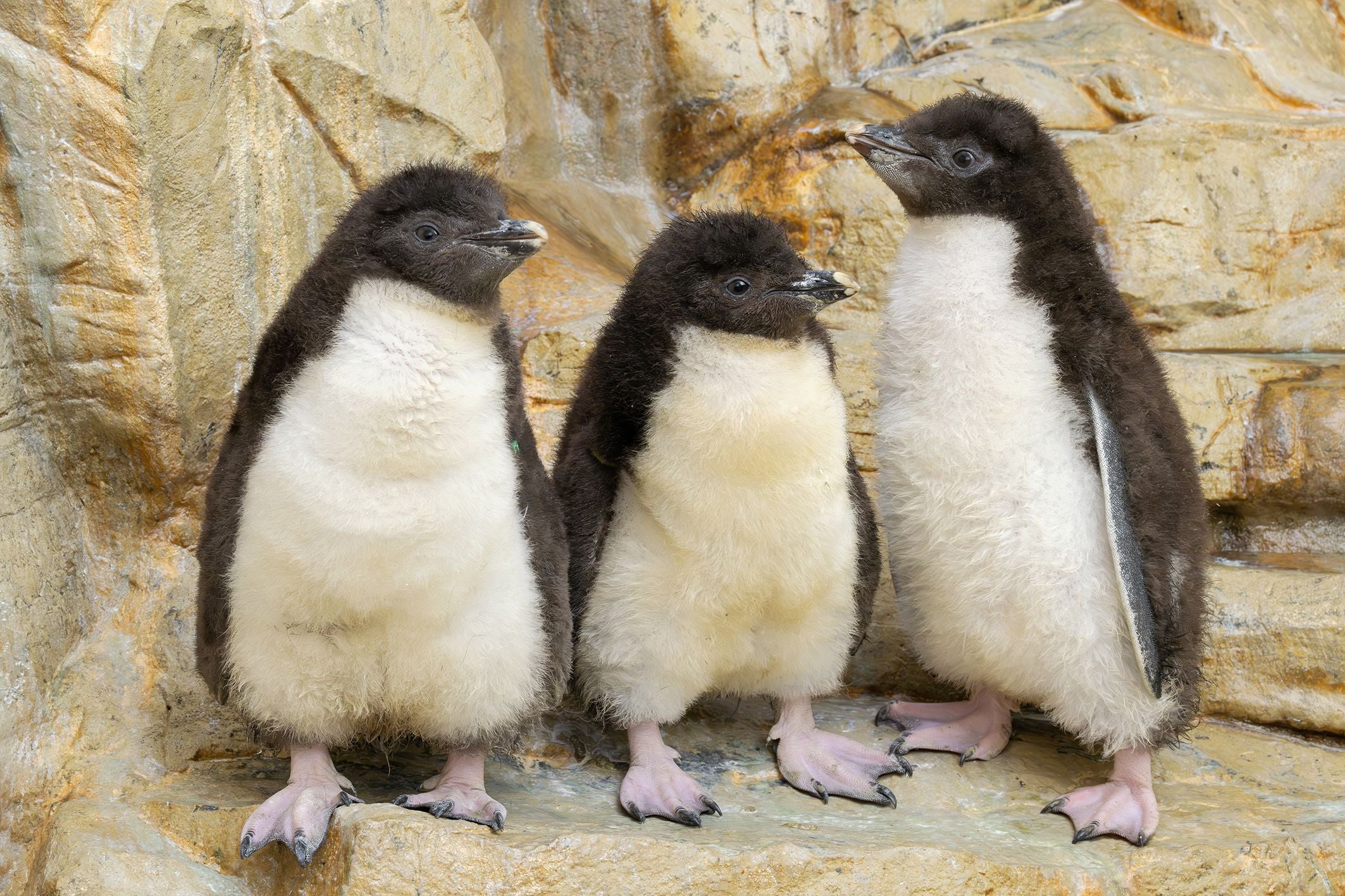 Nachwuchs bei den Nördlichen Felsenpinguinen im Wiener Zoo Schönbrunn.