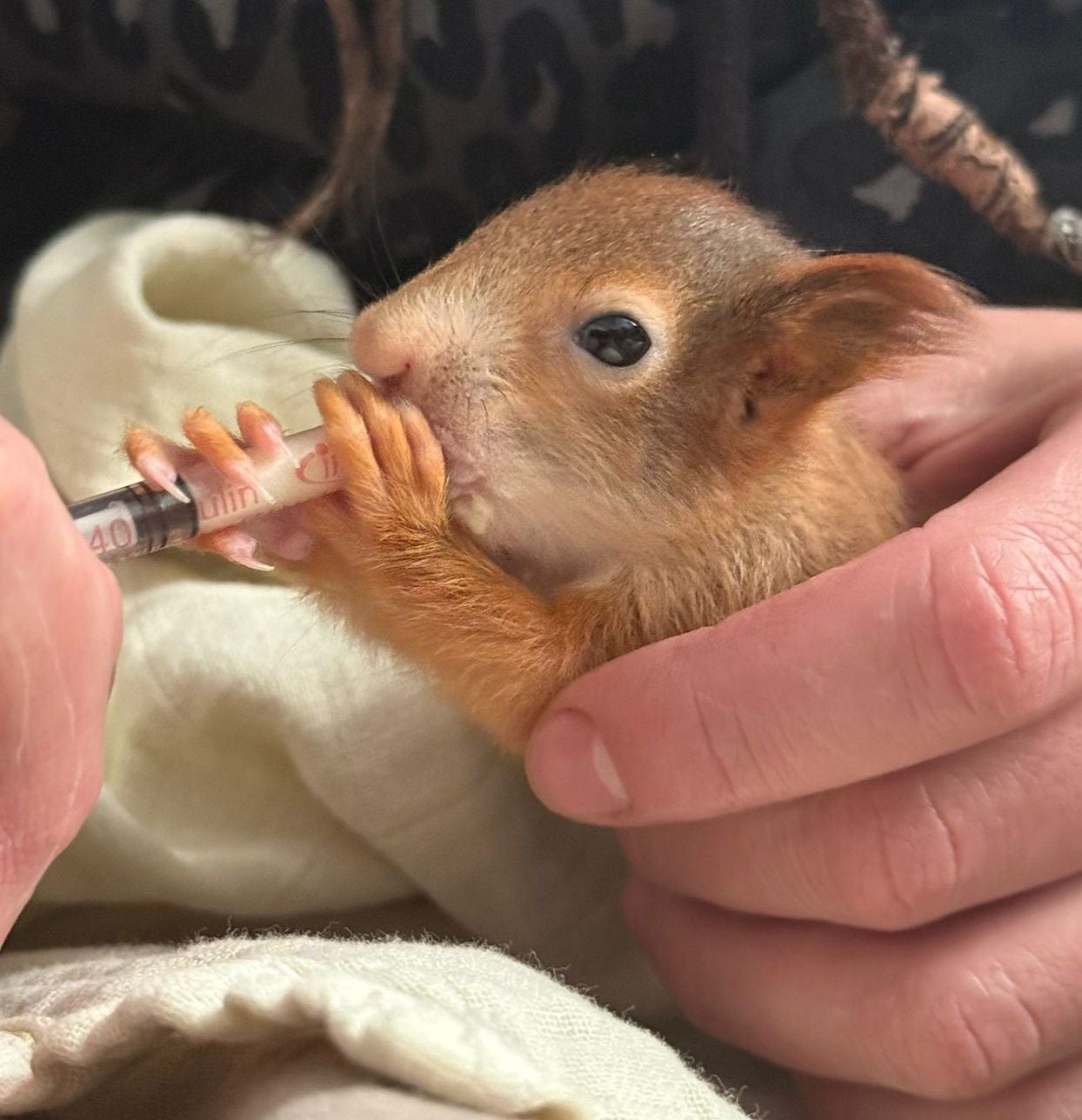 Süßes Eichhörnchen.