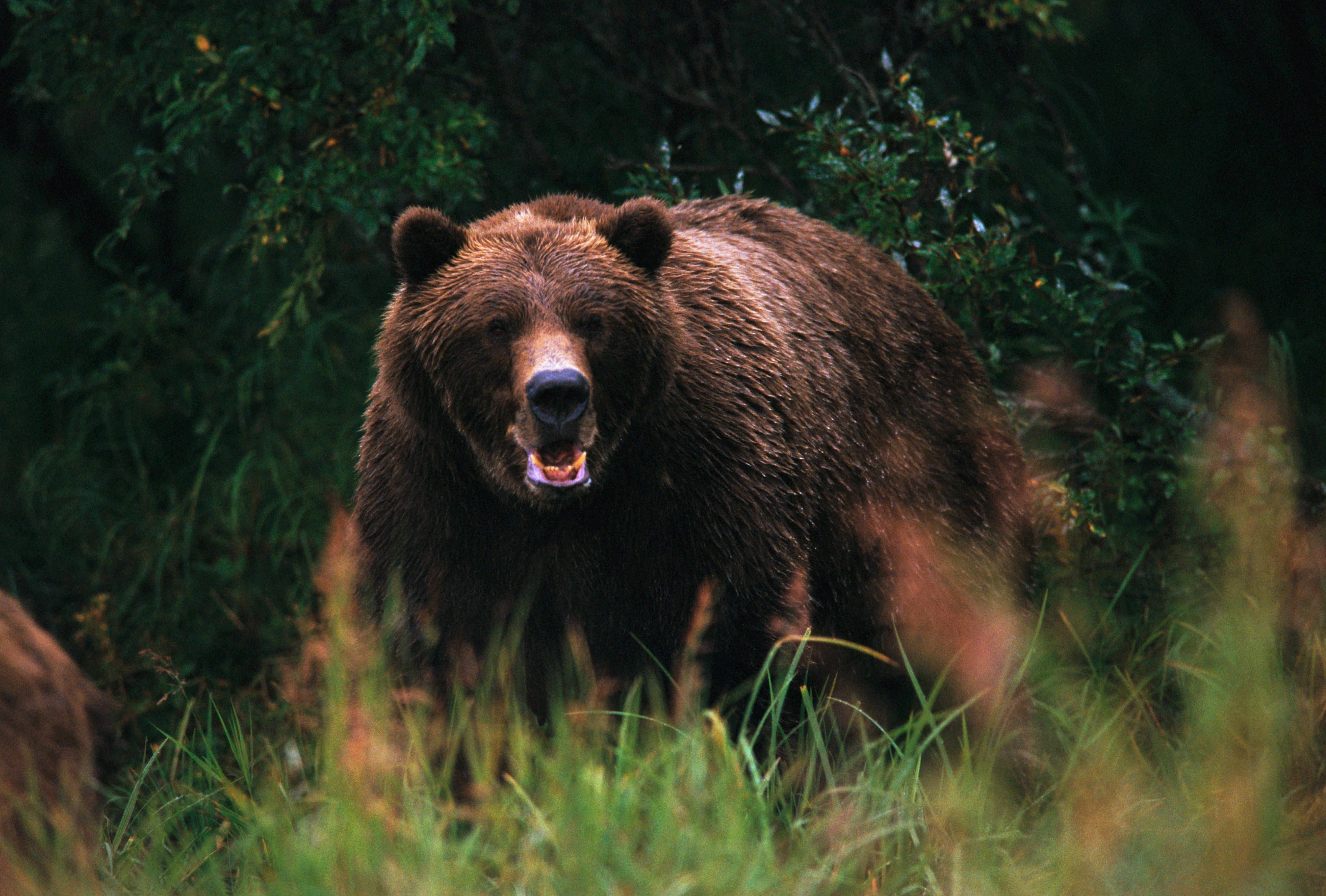 Braunbär