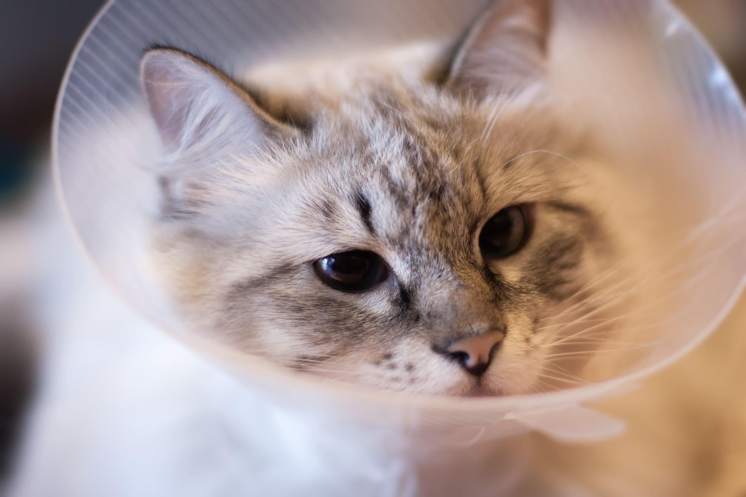 Ein ungesichertes Fenster kann für Katzen schnell zur lebensgefährlichen Falle werden.