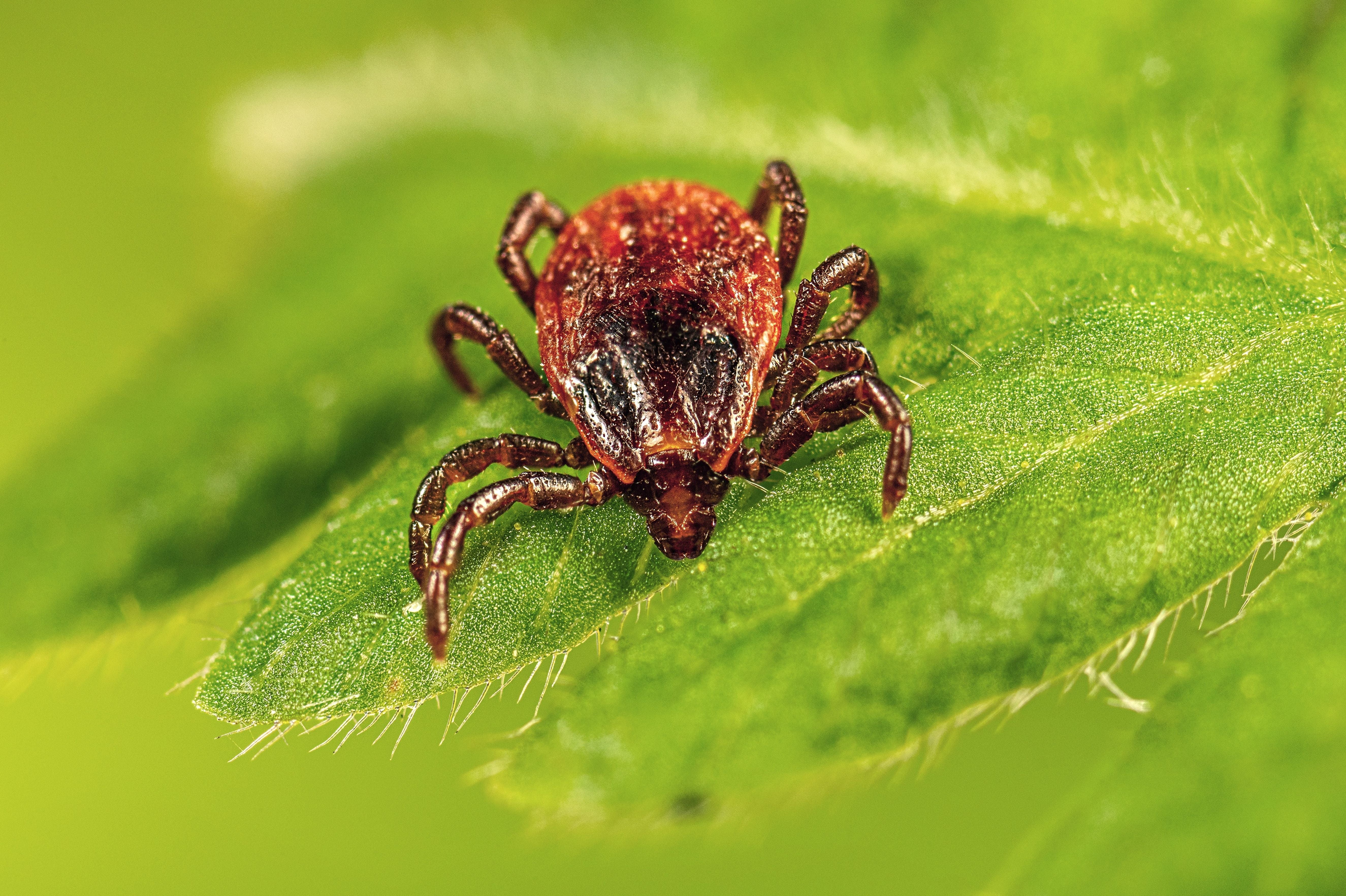 An adult female brown dog tick (Rhipicephalus sanguineus) is seen crawling on vegetation, 2023. Image courtesy CDC. (Photo by Smith Collection/Gado/Getty Images)