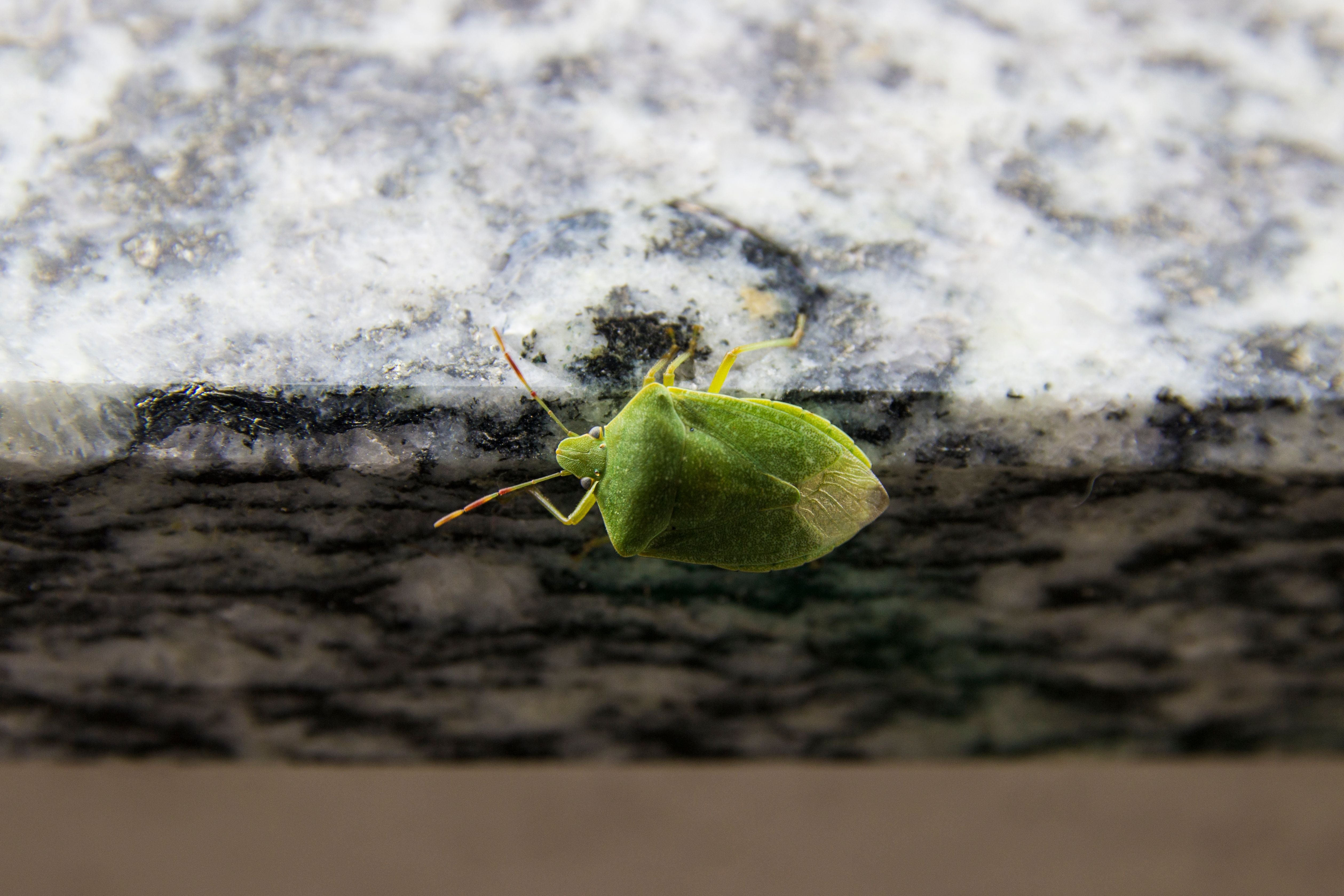 bedbug