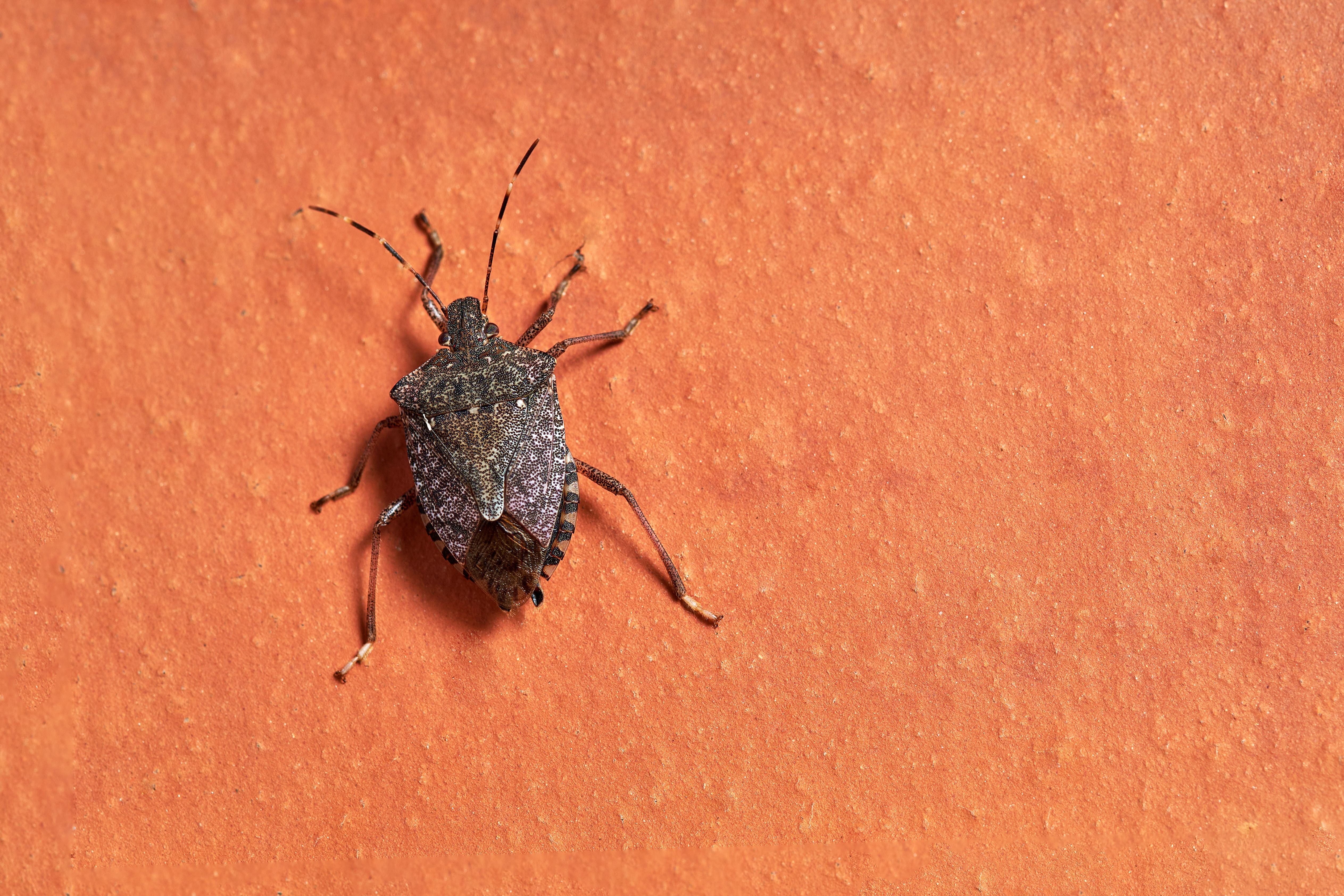 Macro image of an isolated specimen of brown marmorated stink bug, scientific name Halyomorpha halys, photographed on orange color background.An invasive species from Asia.