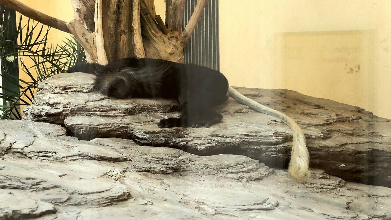 Chillender Bärenstummelaffen.