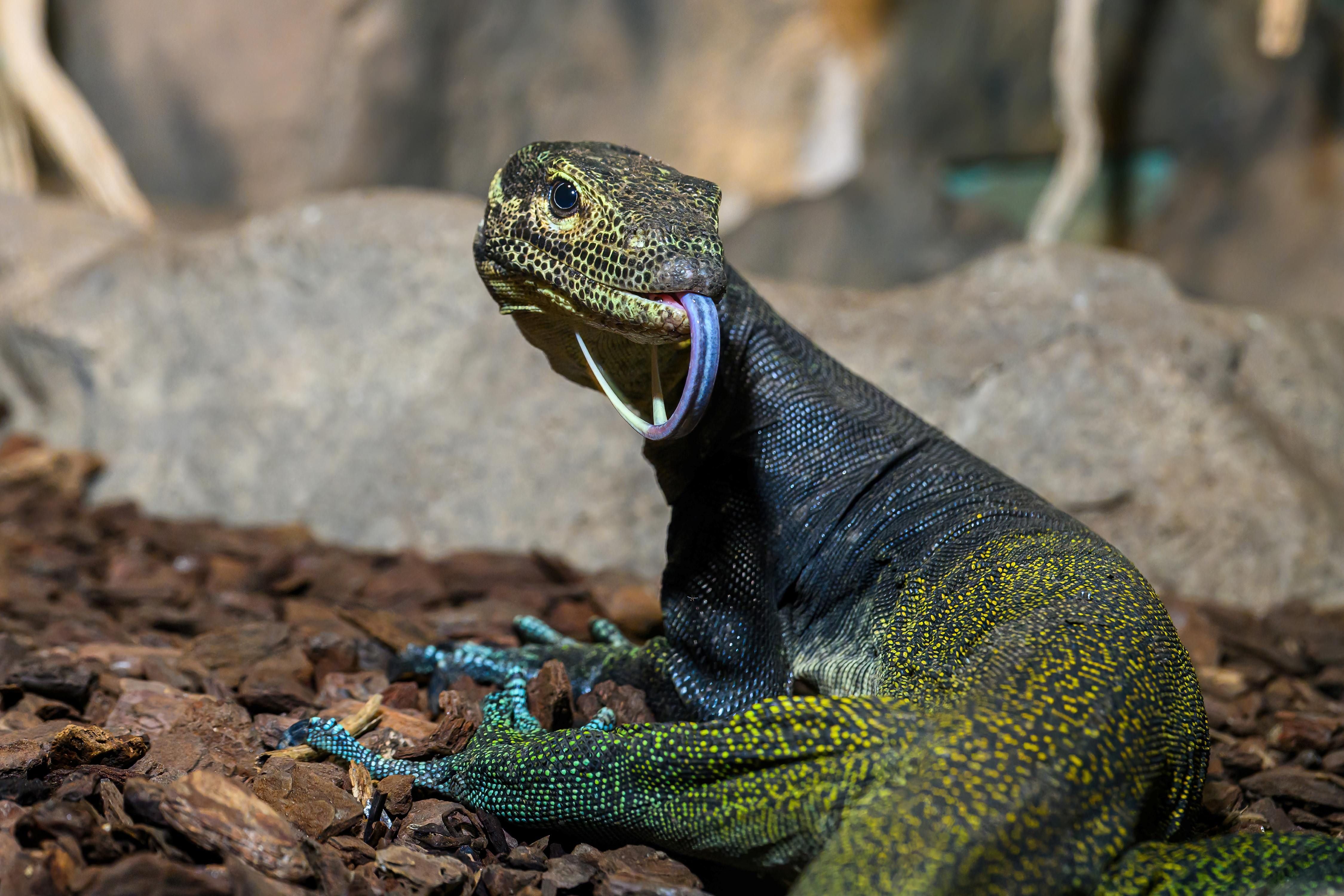 Die Reptilienfütterung bietet aufregende Einblicke in die Welt von Dreifarbwaran.