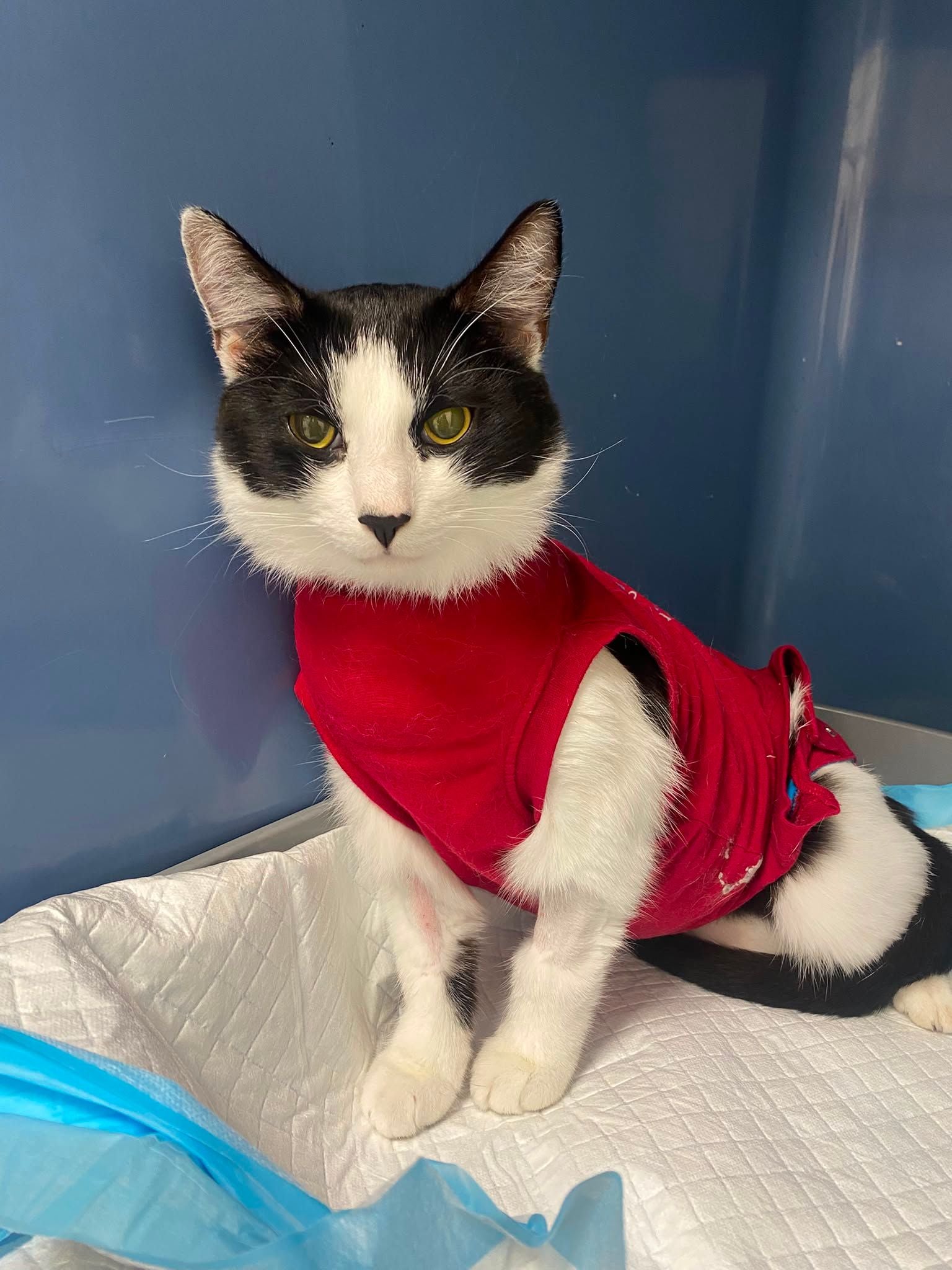 „Schwer verletzter Kater in einer Tierklinik"