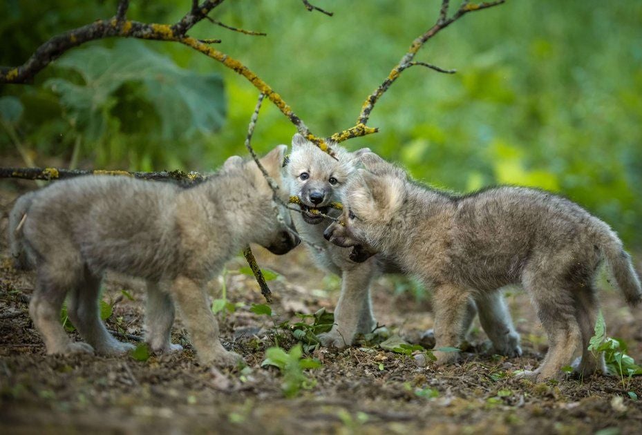 Das sind die Geschwister Tuari, Aponi, Helaku.