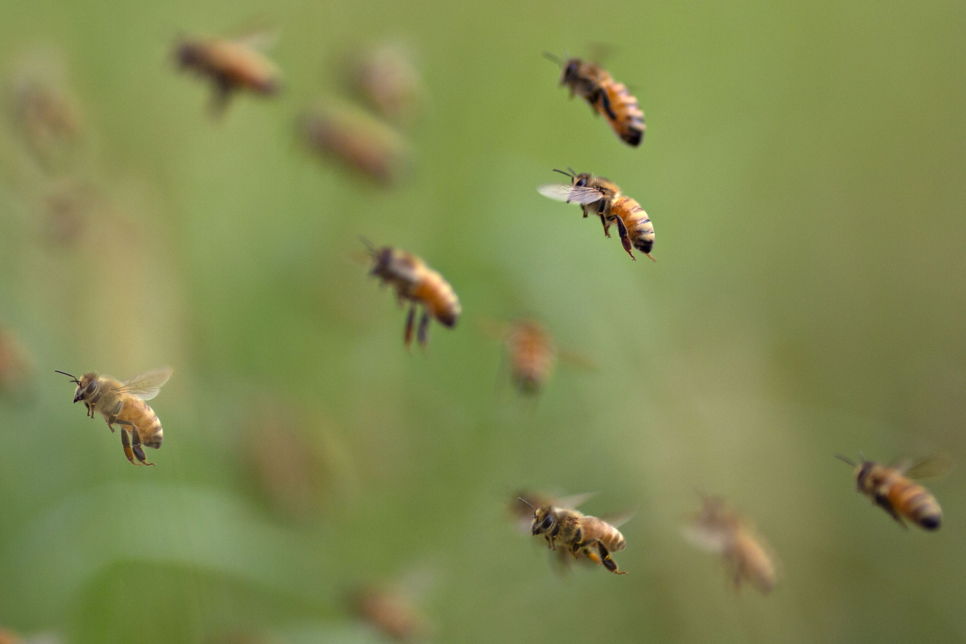 Bienenschwarm