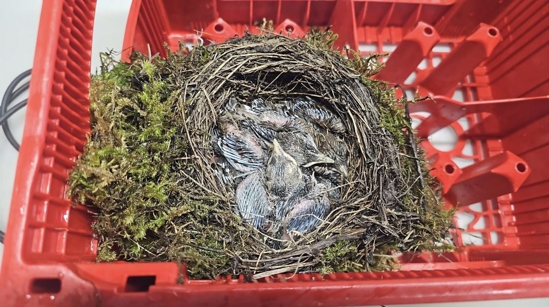 Der verwaisten Vogelbabys in der roten Bierkiste.