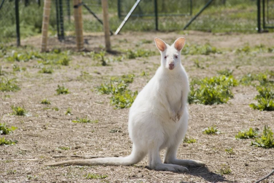 Ein weißes Känguru ist sehr selten. In Merlin's Farm in der Family City könne Besucher ein solches Känguru, weiter Artgenossen und rund 400 andere Tiere aus der Nähe sehen und von Fall zu Fall auch streicheln.