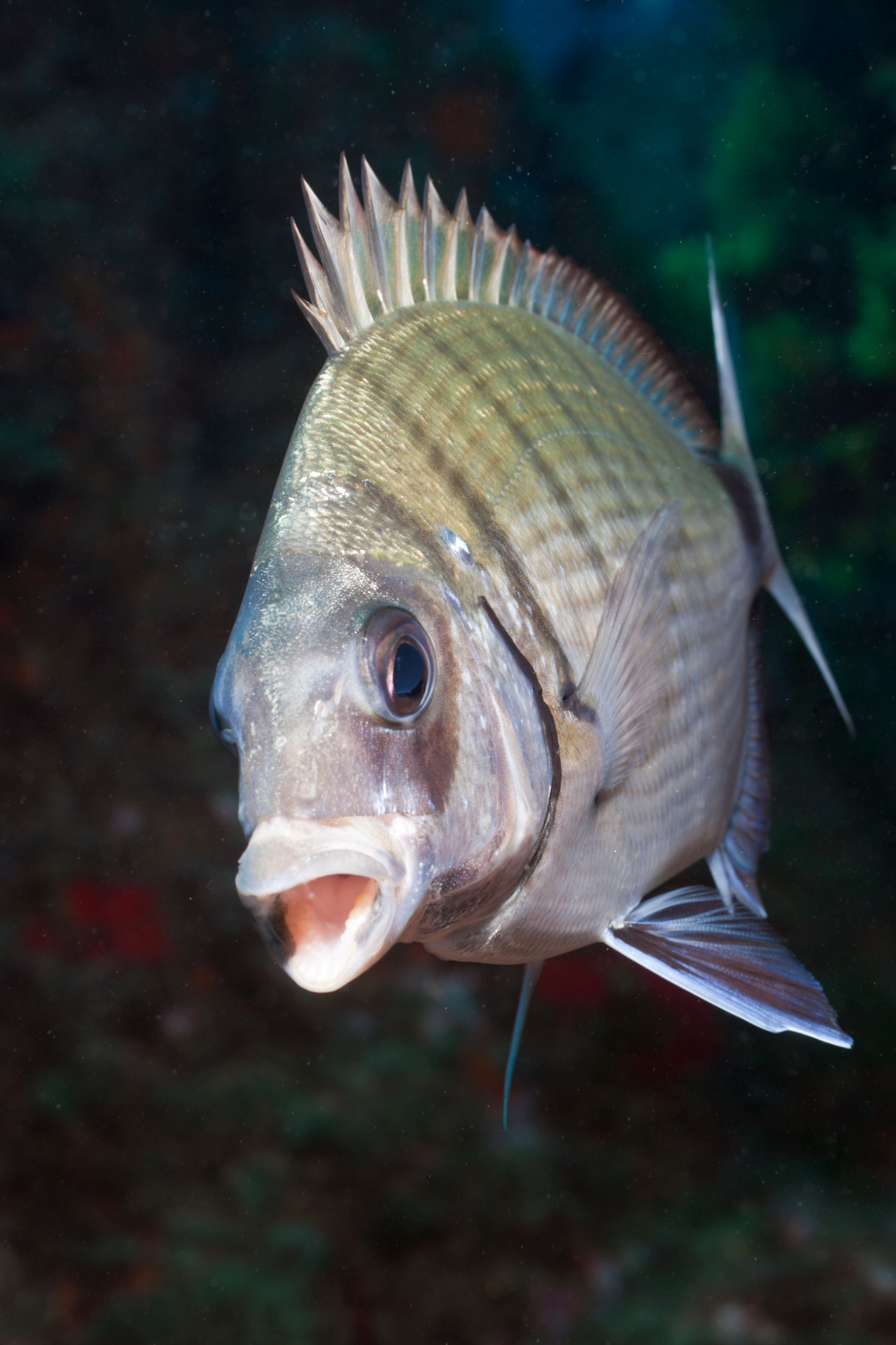 (GERMANY OUT) Striped White Bream, Diplodus sp., Tamariu, Costa Brava, Mediterranean Sea, Spain (Photo by Reinhard Dirscherl/ullstein bild via Getty Images)