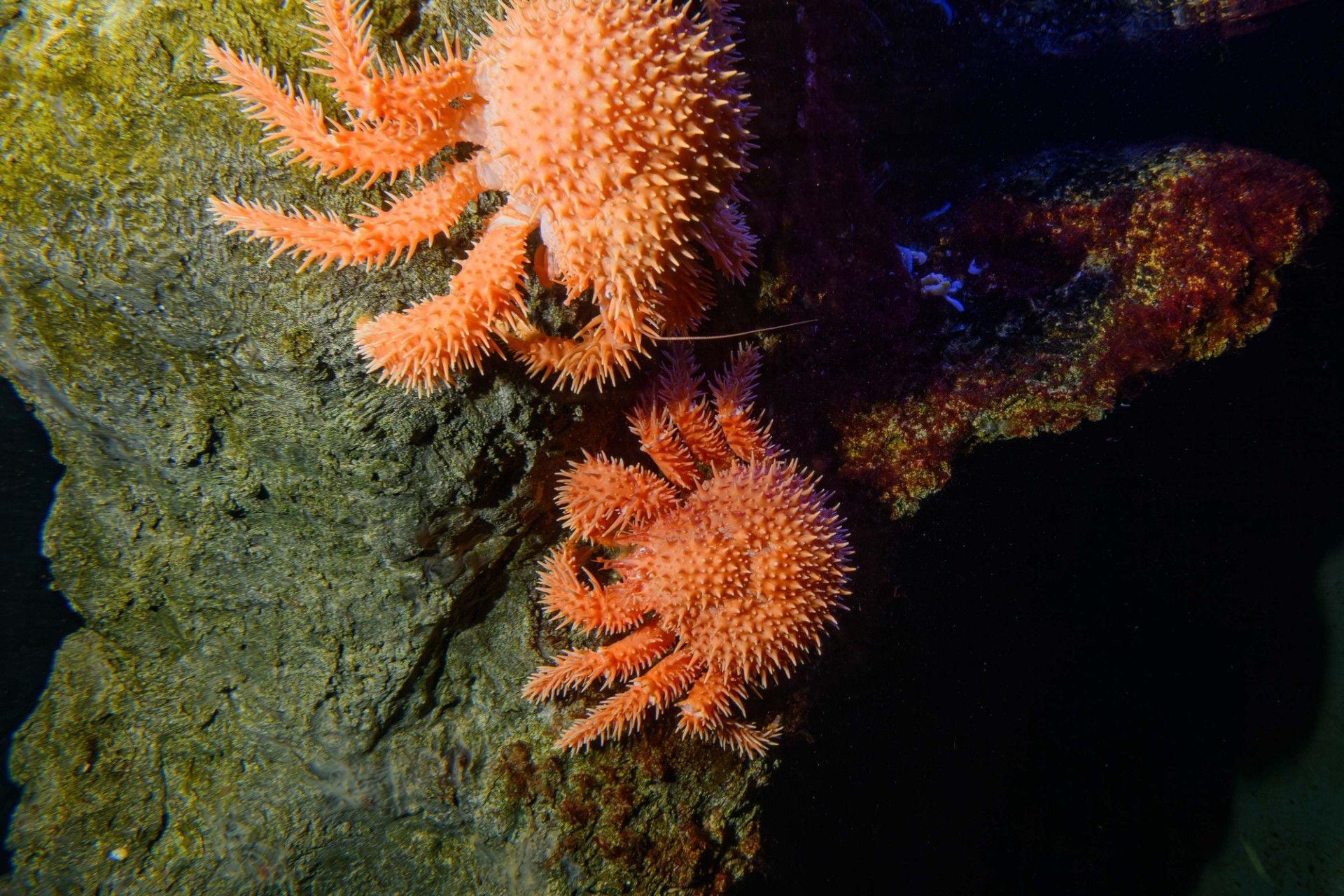Die Stachelschweinkrabben beim Klettern im Aquarium.