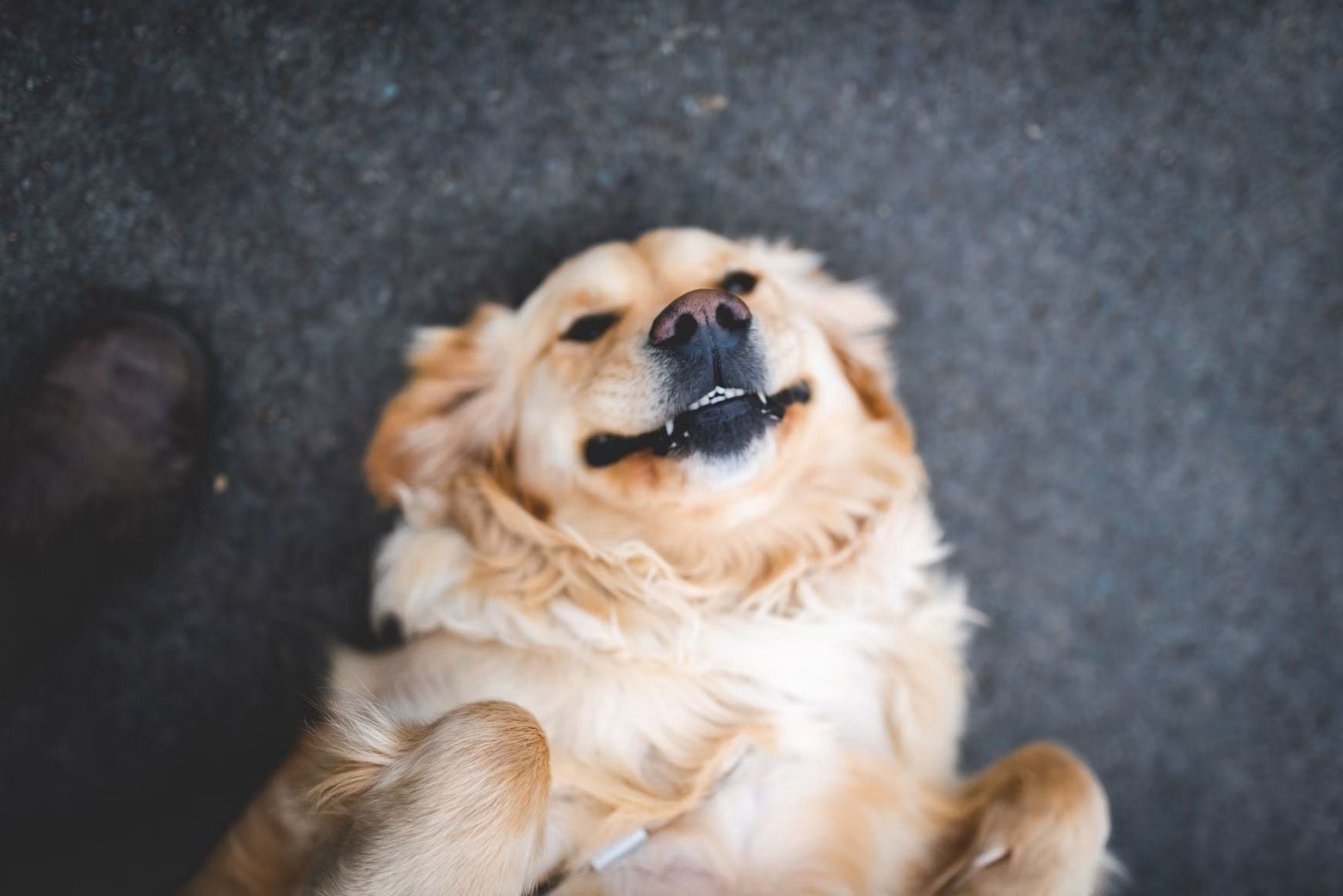 Happy Dog.