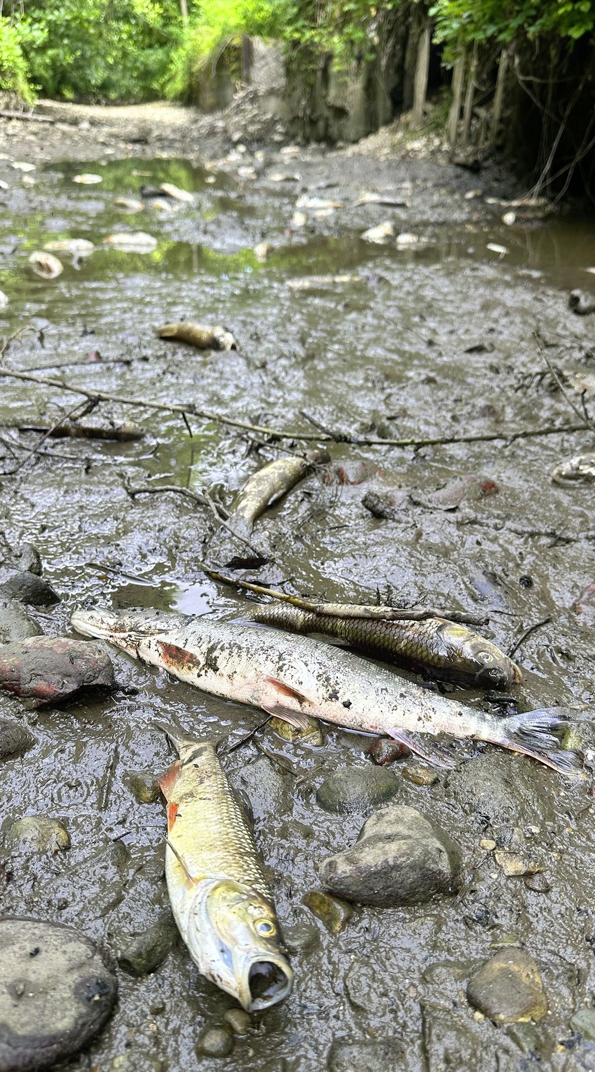 ABD0084_20260618 - SCHALCHEN - ÖSTERREICH: ++ THEMENBILD ++ Illustration zu den Themen 'Trockenheit / Klima / Wetter / Hitze / Wasserknappheit / Wasser / Umwelt'. Im Bild: Verendete Fische, aufgenommen am Sonntag, 7. Juni 2026 in der ausgetrockneten Mattig in Unterlochen, Schalchen. - FOTO: APA/MANFRED FESL