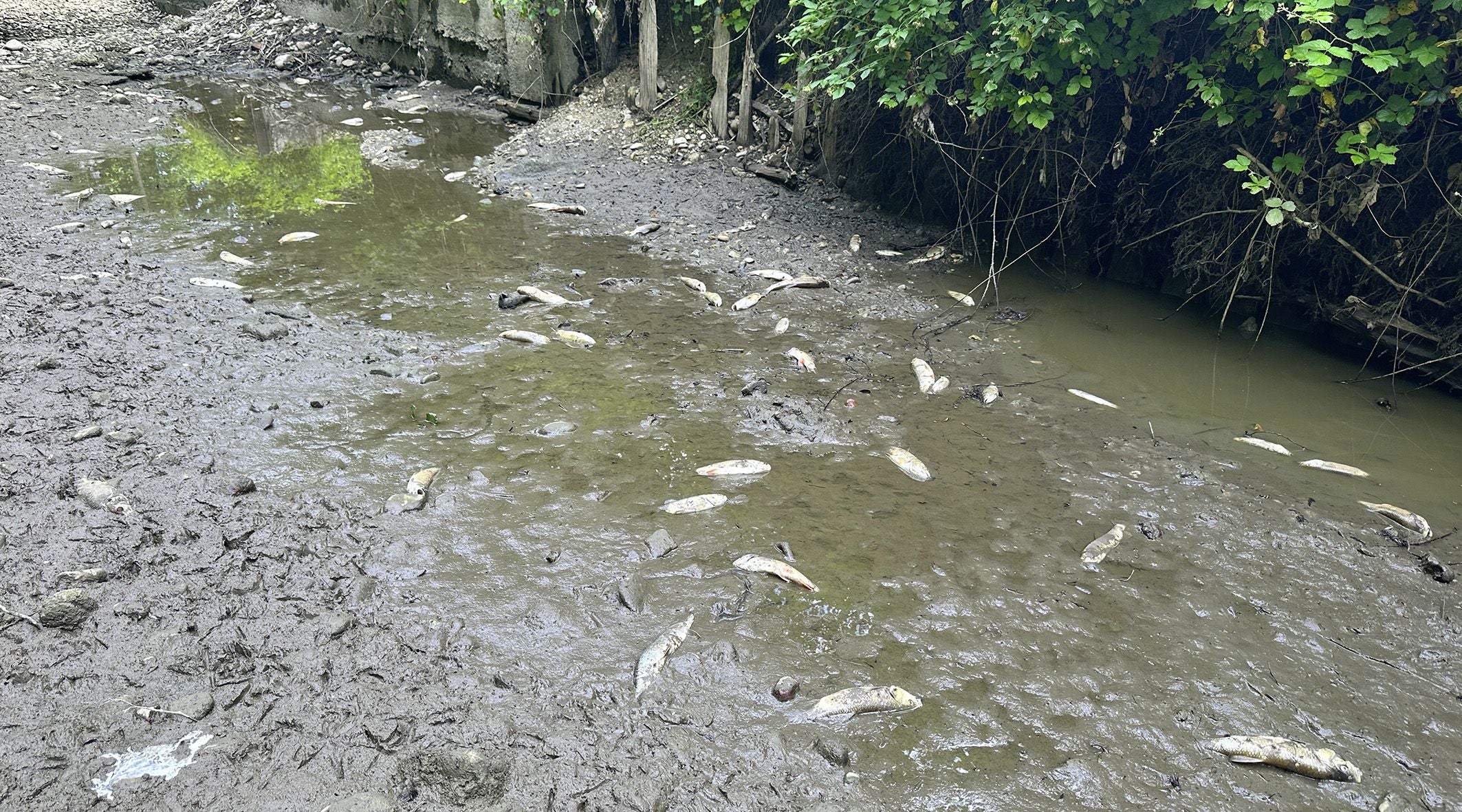 ABD0086_20260618 - SCHALCHEN - ÖSTERREICH: ++ THEMENBILD ++ Illustration zu den Themen 'Trockenheit / Klima / Wetter / Hitze / Wasserknappheit / Wasser / Umwelt'. Im Bild: Verendete Fische, aufgenommen am Sonntag, 7. Juni 2026 in der ausgetrockneten Mattig in Unterlochen, Schalchen. - FOTO: APA/MANFRED FESL