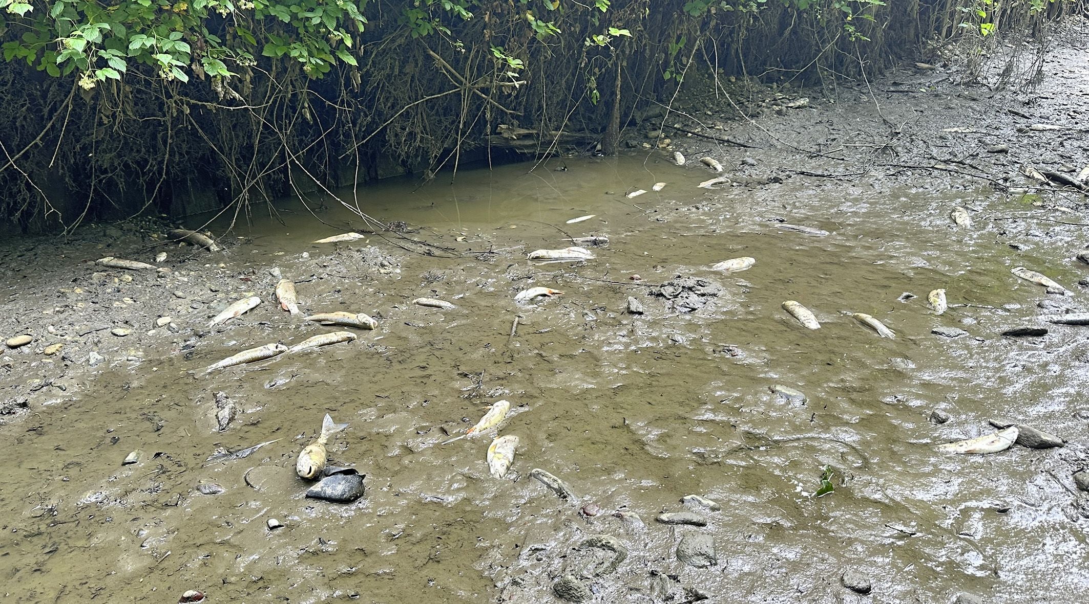 ABD0085_20260618 - SCHALCHEN - ÖSTERREICH: ++ THEMENBILD ++ Illustration zu den Themen 'Trockenheit / Klima / Wetter / Hitze / Wasserknappheit / Wasser / Umwelt'. Im Bild: Verendete Fische, aufgenommen am Sonntag, 7. Juni 2026 in der ausgetrockneten Mattig in Unterlochen, Schalchen. - FOTO: APA/MANFRED FESL