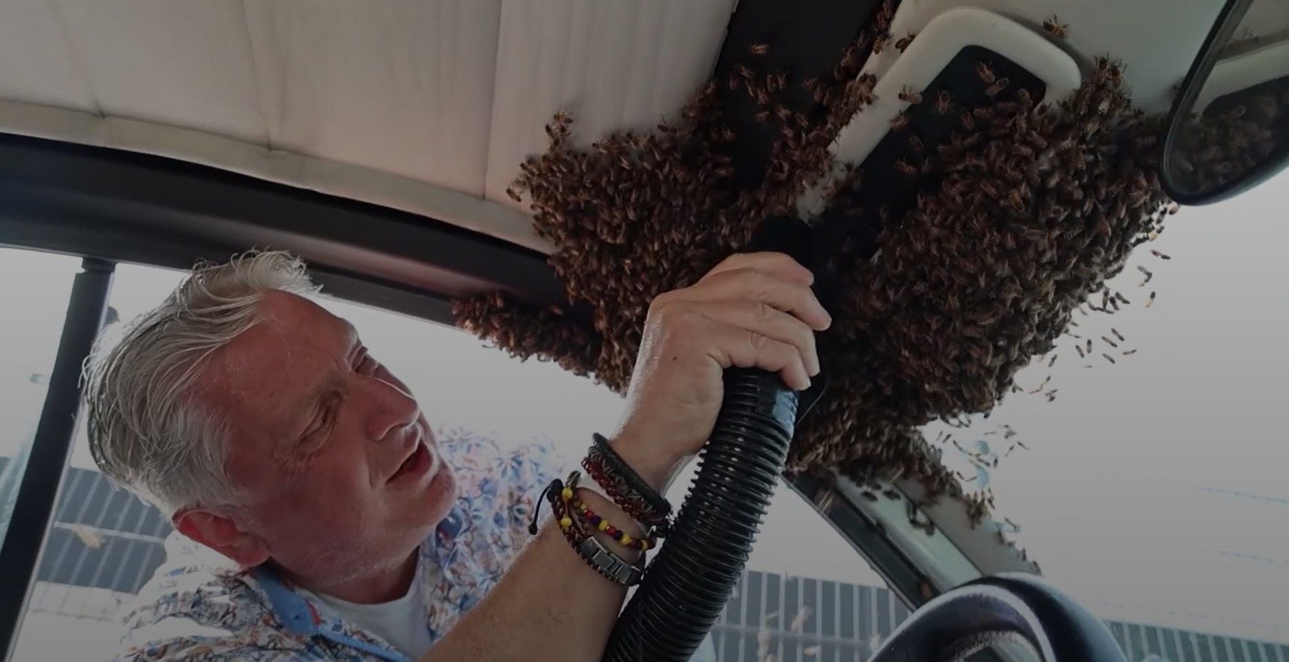 Ein Imker saugt ein großes Bienenvolk vom Innendach eines Autos.