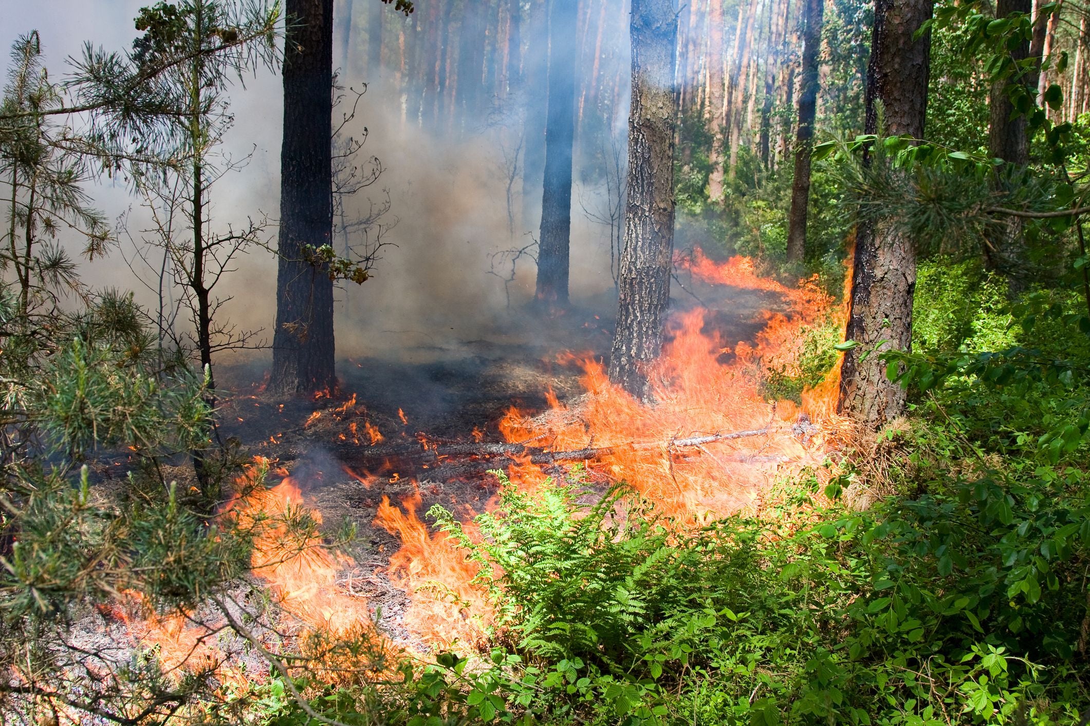 Die am 28. April erlassene Waldbrandverordnung ist weiterhin aufrecht.