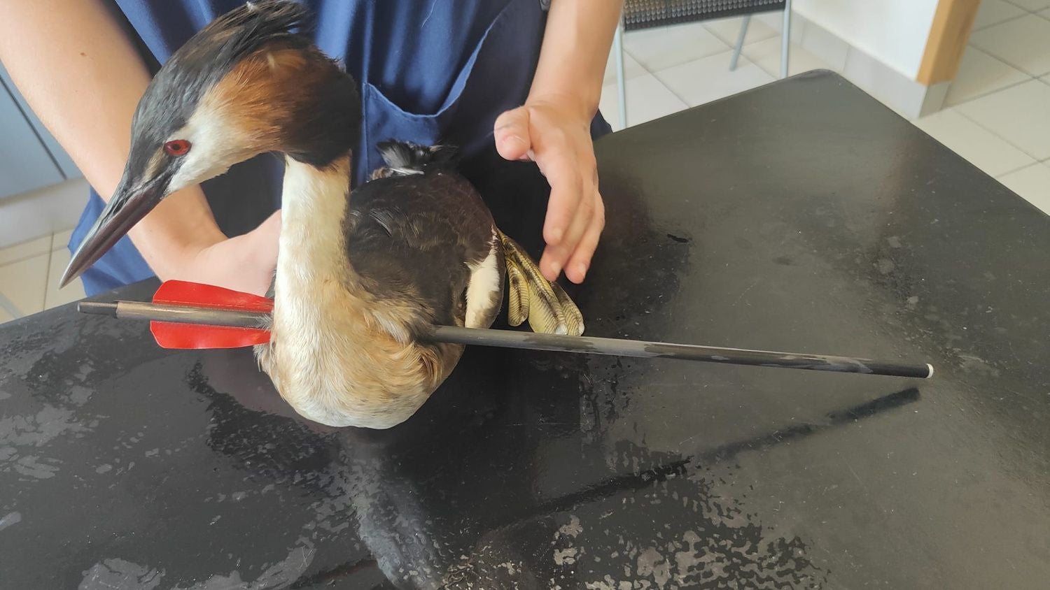 Vogel wurde mitten durch Hals getroffen - und überlebte