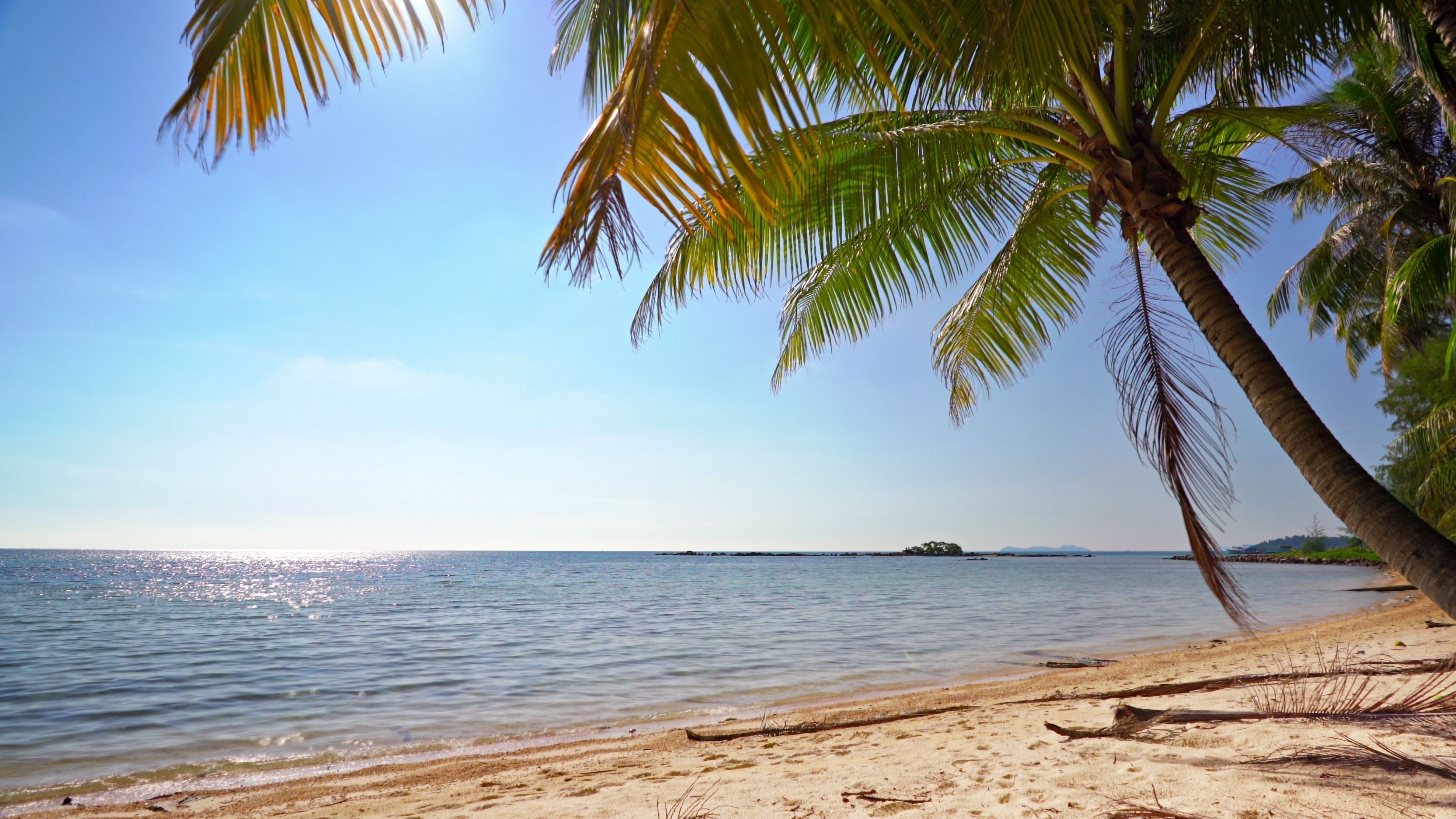 Palmen hängen über einem sonnigen Sandstrand am ruhigen, klaren Meer.