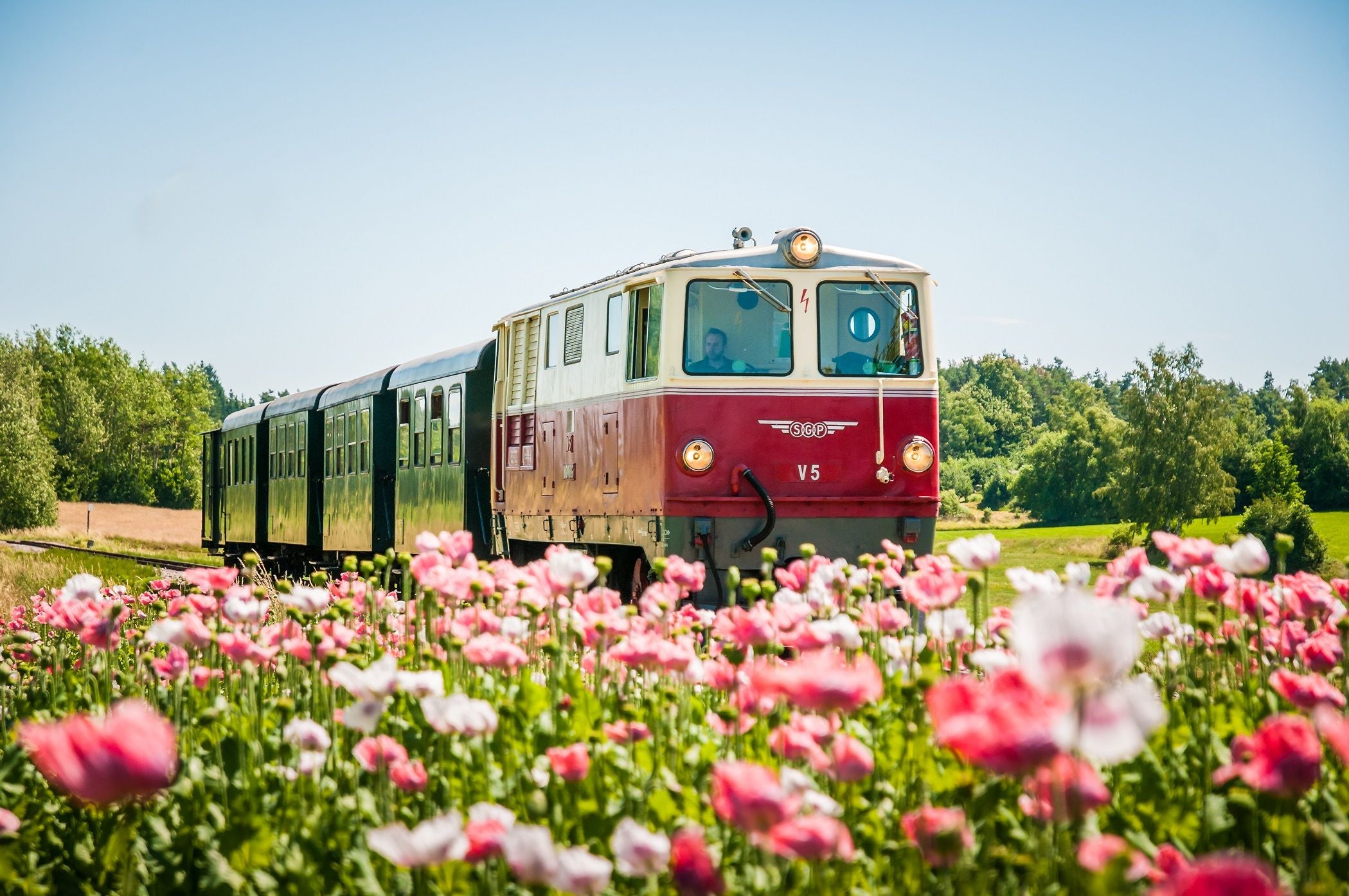 Roter Nostalgiezug fährt im Sommer an einem Feld mit rosa Blüten vorbei.
