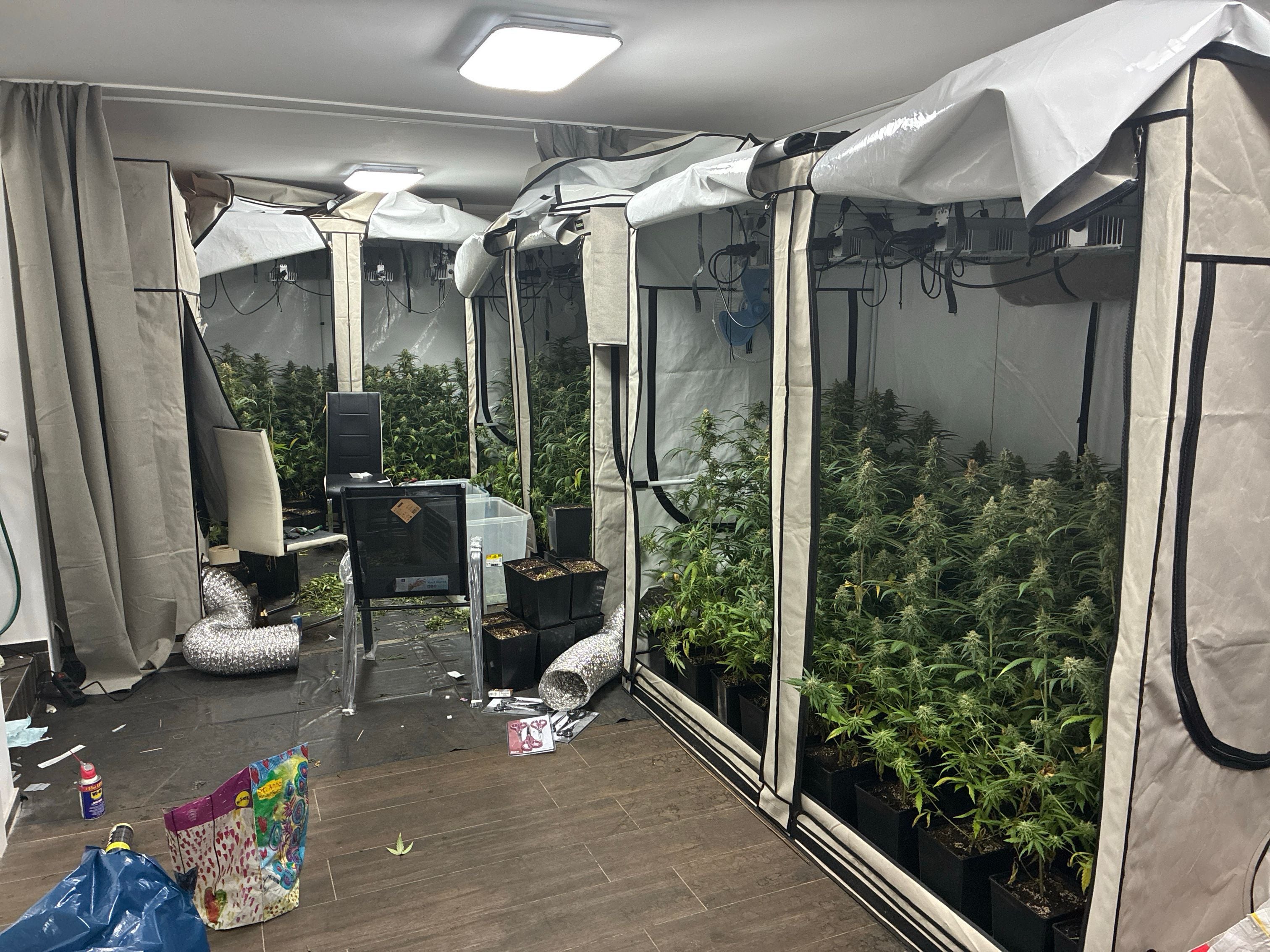 Indoor-Plantagenraum mit zahlreichen Cannabispflanzen in Aufzuchtzelten und unordentlichem Inventar.