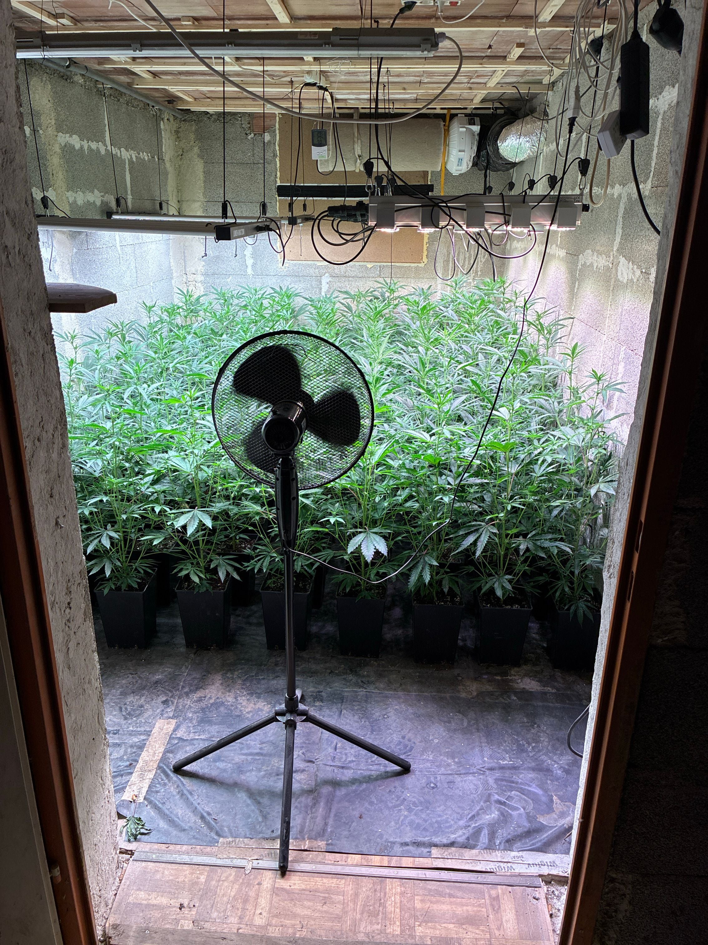 Stehventilator vor vielen Cannabispflanzen in einer Indoor-Aufzuchtanlage mit Beleuchtung.