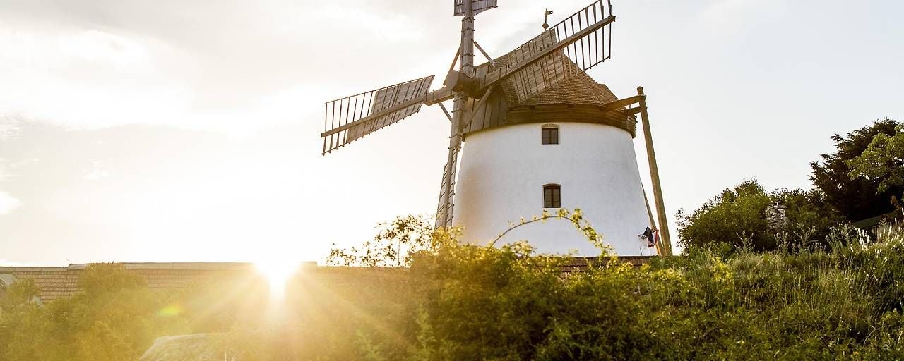 Die Retzer Windmühle strahlt im Sonnenlicht, umgeben von grüner Vegetation.