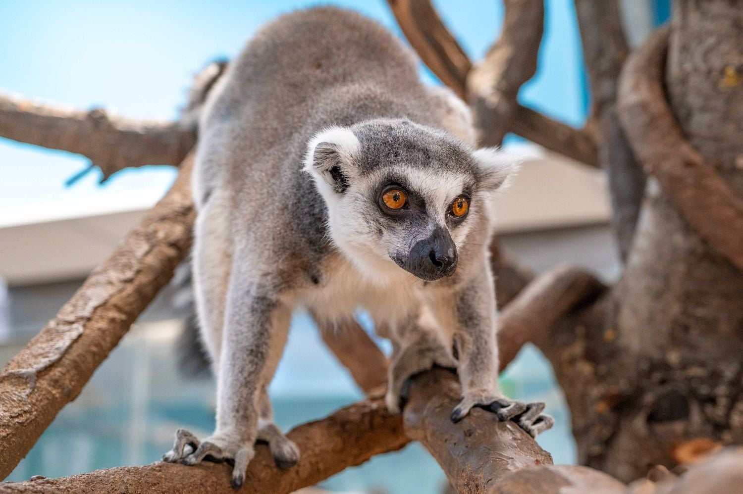 Ein Katta-Lemur sitzt aufmerksam auf einem Ast und blickt konzentriert nach vorne.