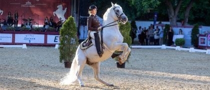 Reiterin führt einen Lipizzaner beim Dressurreiten auf einer Gala vor, Zuschauer im Hintergrund.