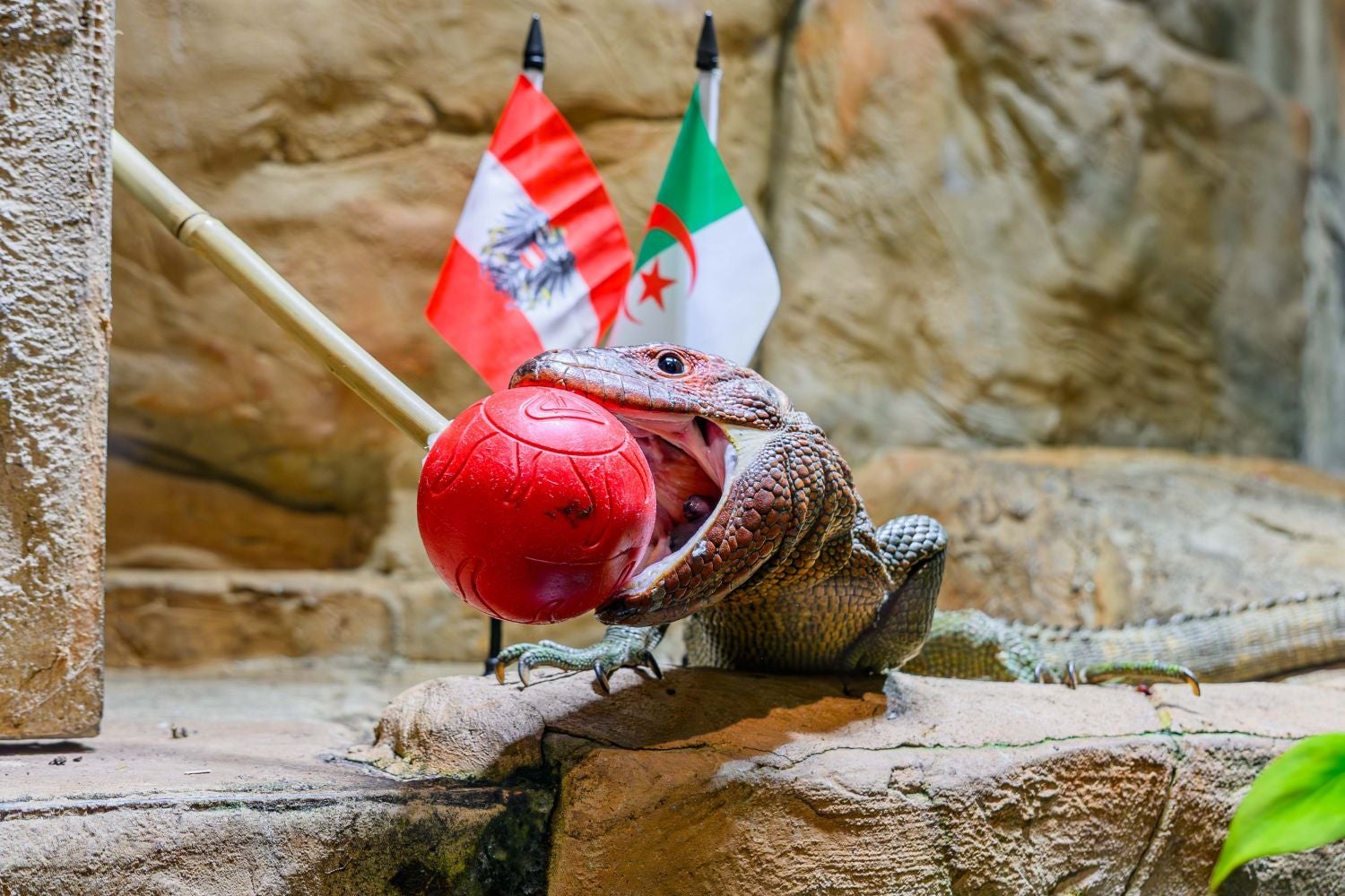 Ein Waran beißt in einen roten Ball, im Hintergrund zwei Nationalflaggen.