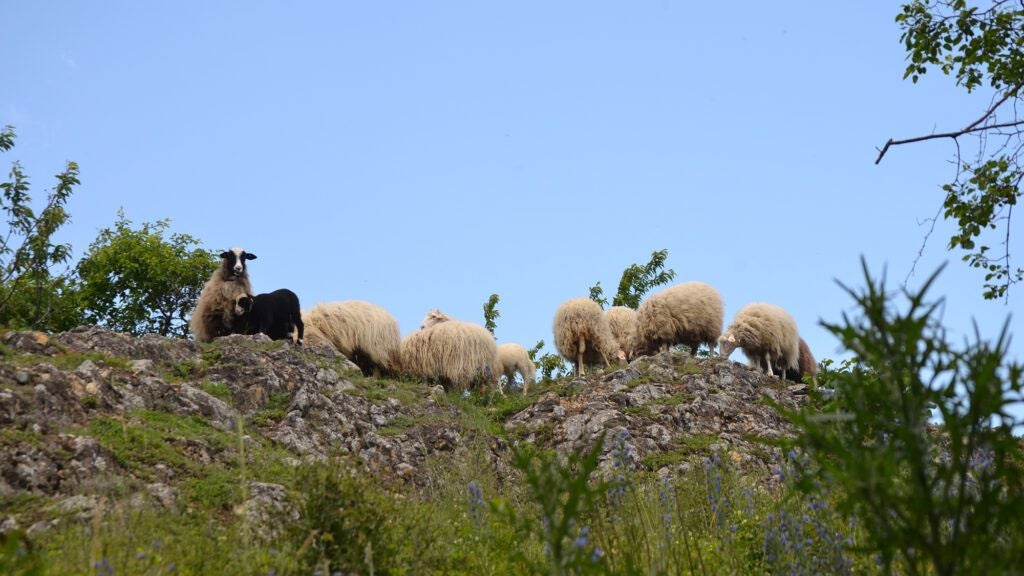 Mehrere Schafe grasen auf einem felsigen Hügel unter blauem Himmel und zwischen grünen Büschen.