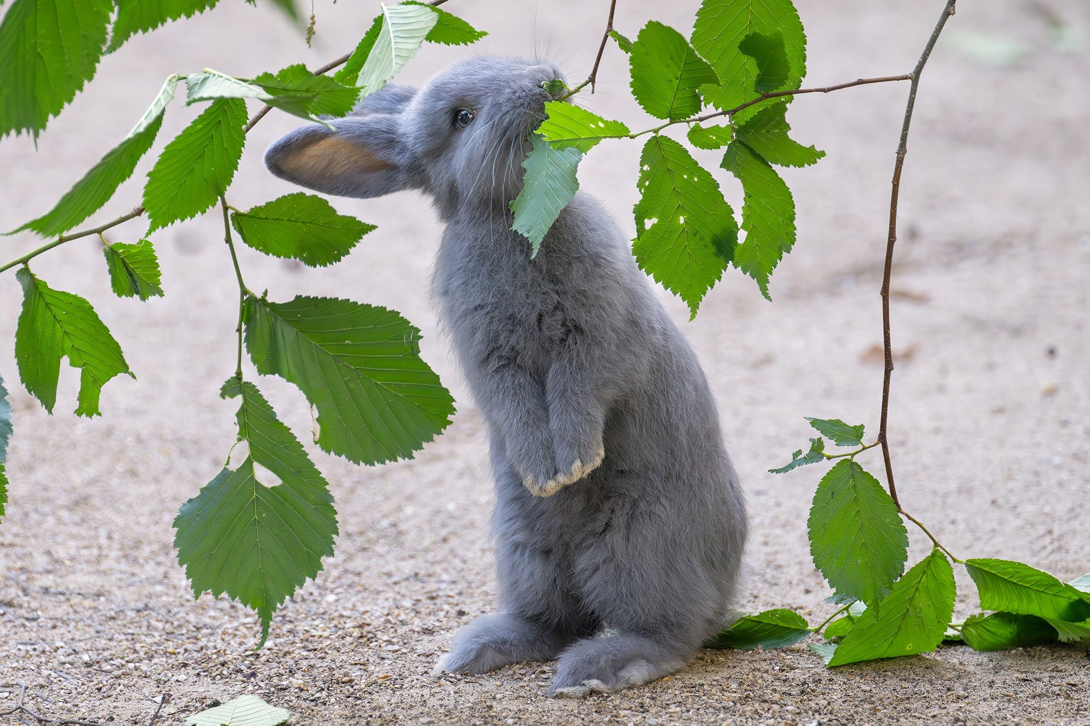 Ein graues Kaninchen steht aufrecht und knabbert an einem grünen Zweig mit Blättern.