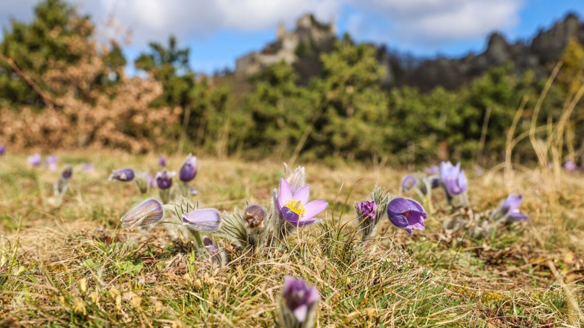 Lila Kuhschellen blühen auf einer Wiese vor unscharfem Wald und Felsen im Hintergrund.