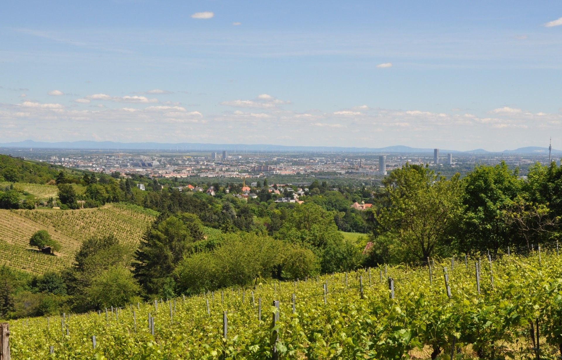 Blick über grüne Weinberge auf eine Stadt mit Hochhäusern im Hintergrund unter blauem Himmel.