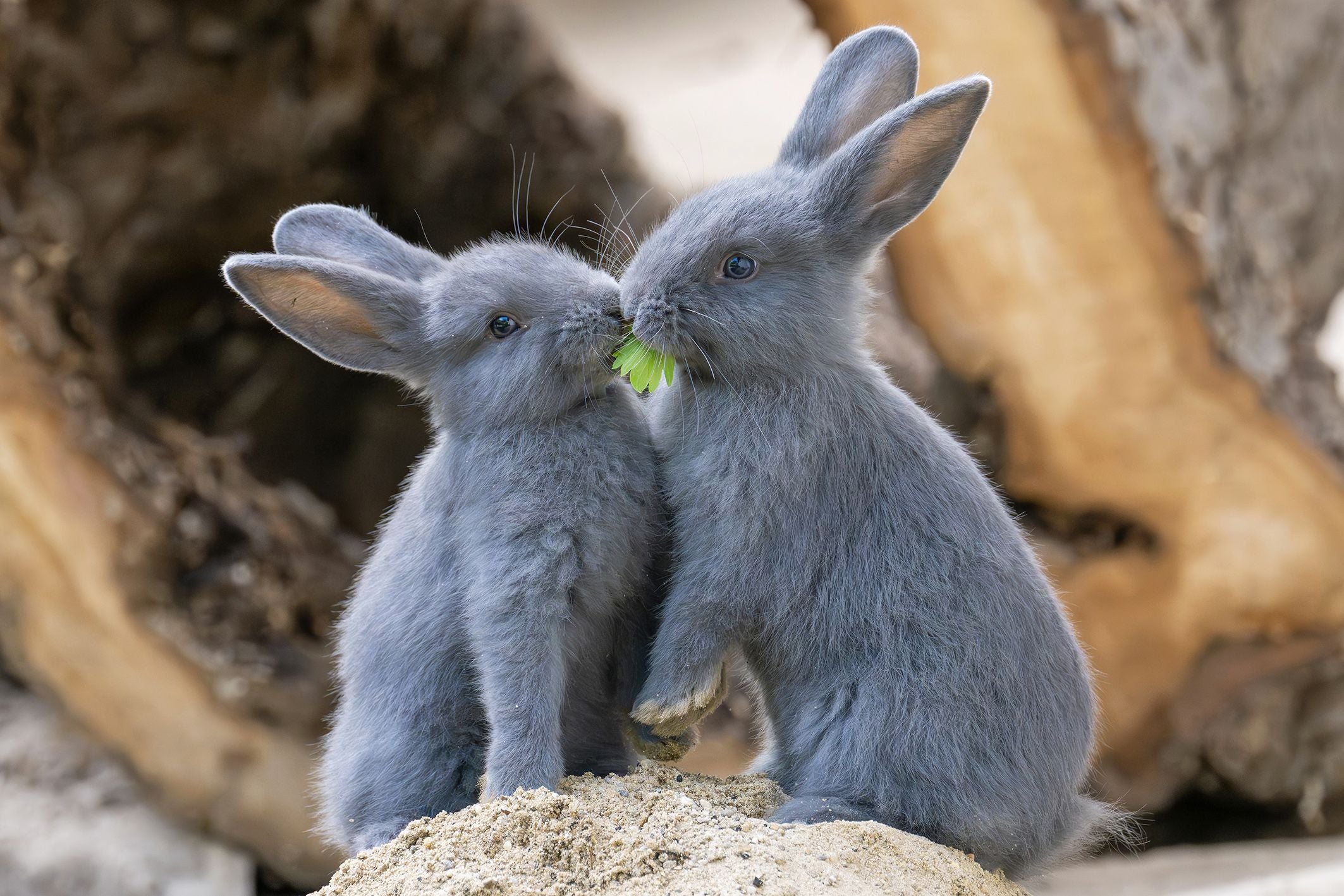 Zwei junge Blaue Wiener Kaninchen teilen sich ein grünes Blatt im Tiergarten Schönbrunn.