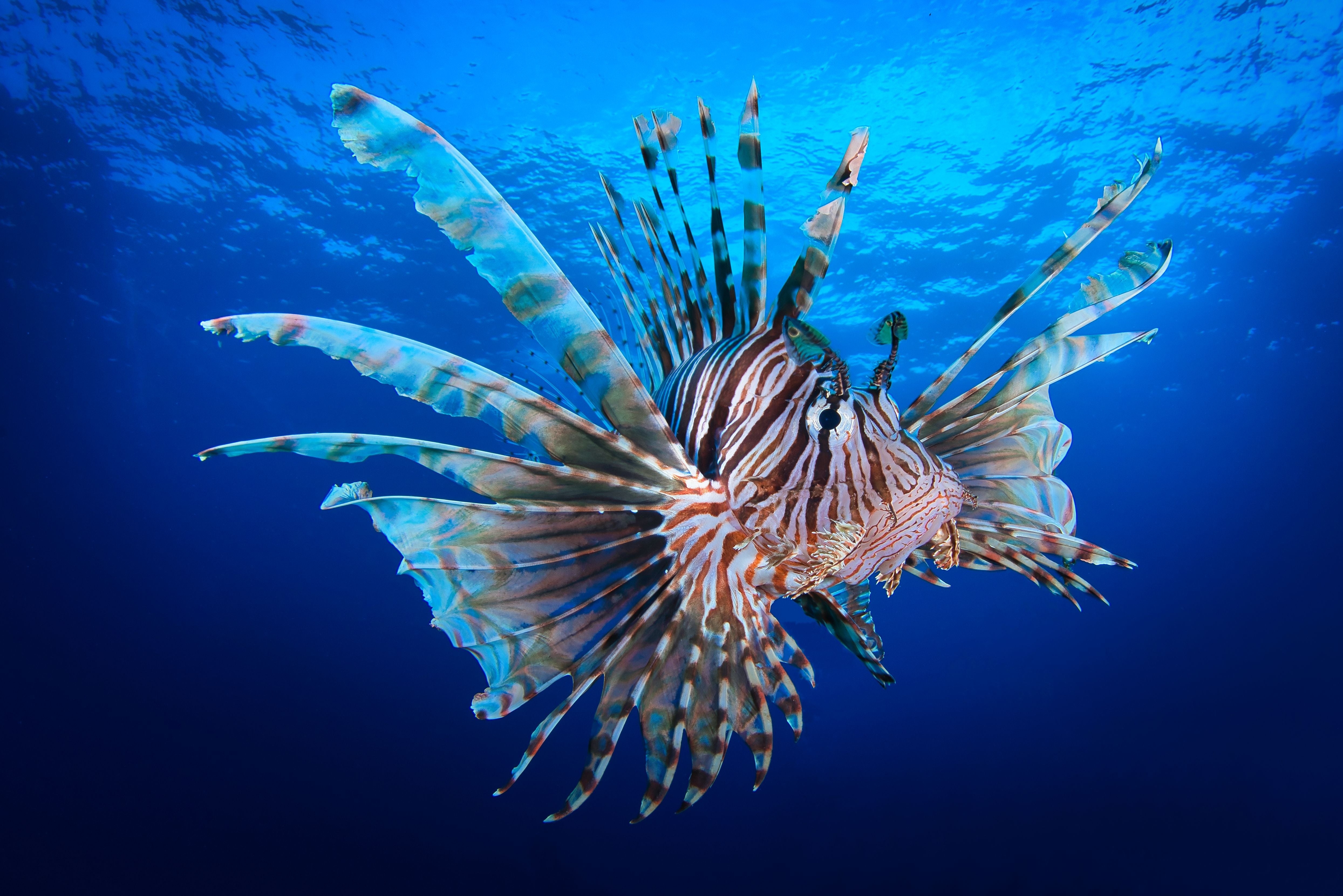 Ein farbenprächtiger Skorpionfisch schwimmt im blauen, klaren Meerwasser.
