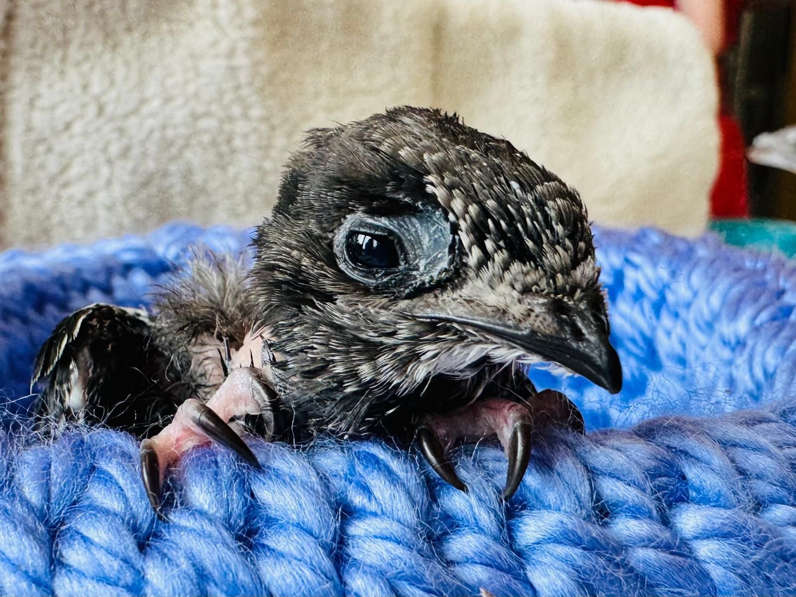 Junger Mauersegler liegt auf blauer Strickdecke und wirkt kraftlos.