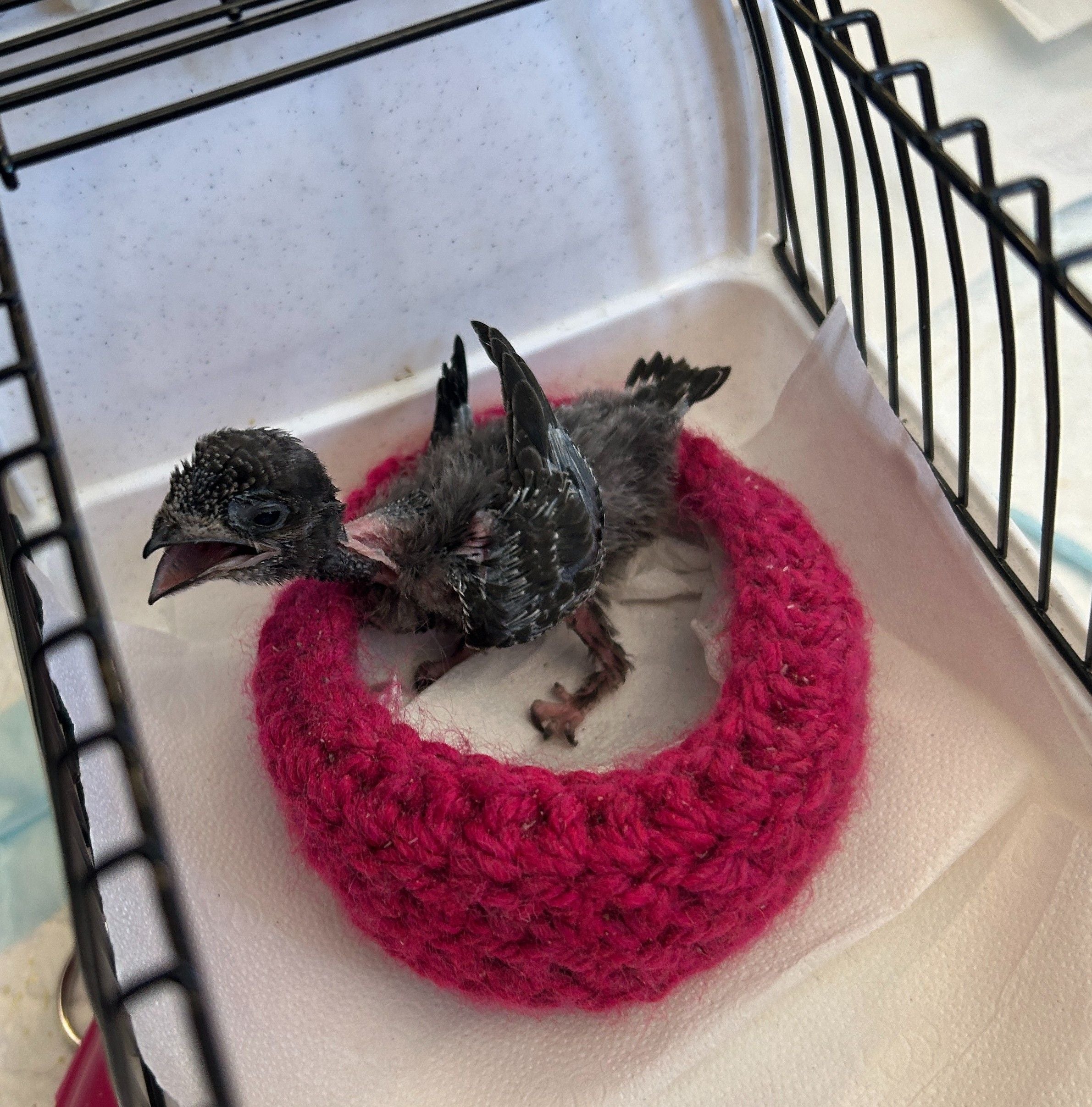 Ein junger Mauersegler sitzt in einem kleinen Käfig auf einer rosa gehäkelten Unterlage.
