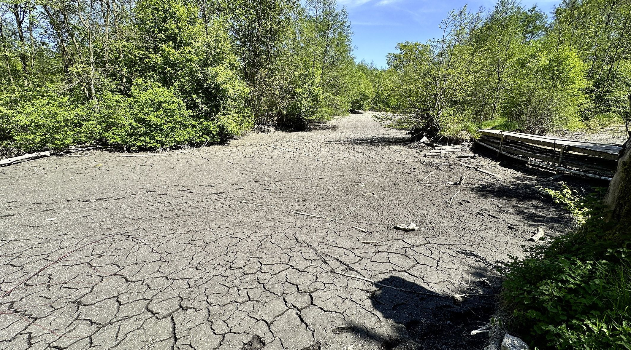 Ausgetrocknetes Flussbett des Kühbachs umgeben von Bäumen, trockene, rissige Erde.
