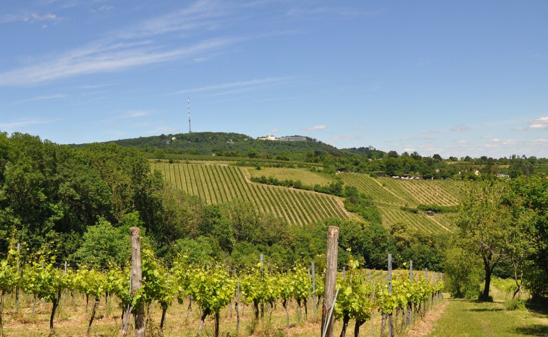 Weinberge mit grünen Reben, dahinter Hügel und ein Sendemast unter blauem Himmel.