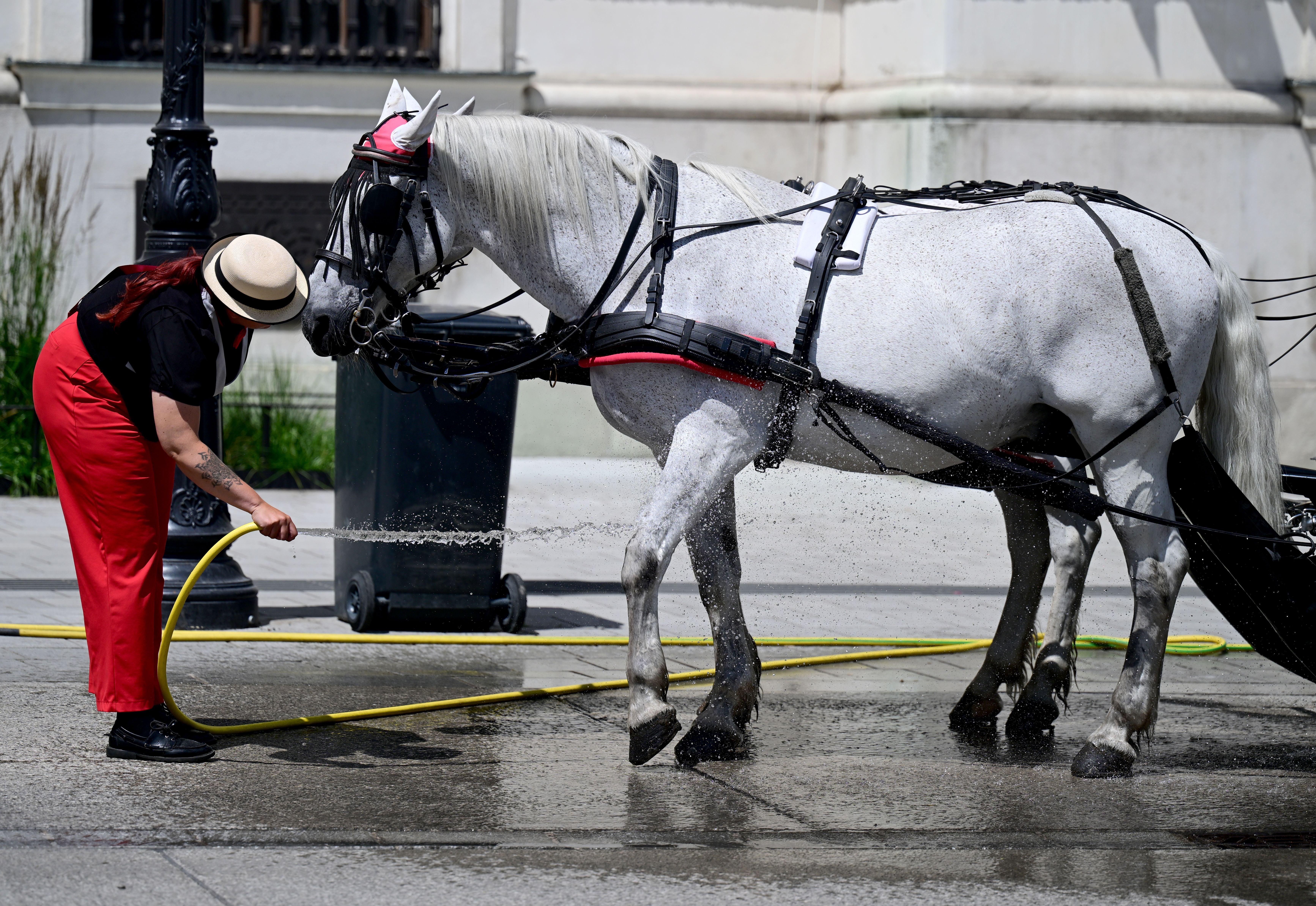 Eine Fiaker-Kutscherin kühlt ihr weißes Pferd mit einem Wasserschlauch auf der Straße ab.