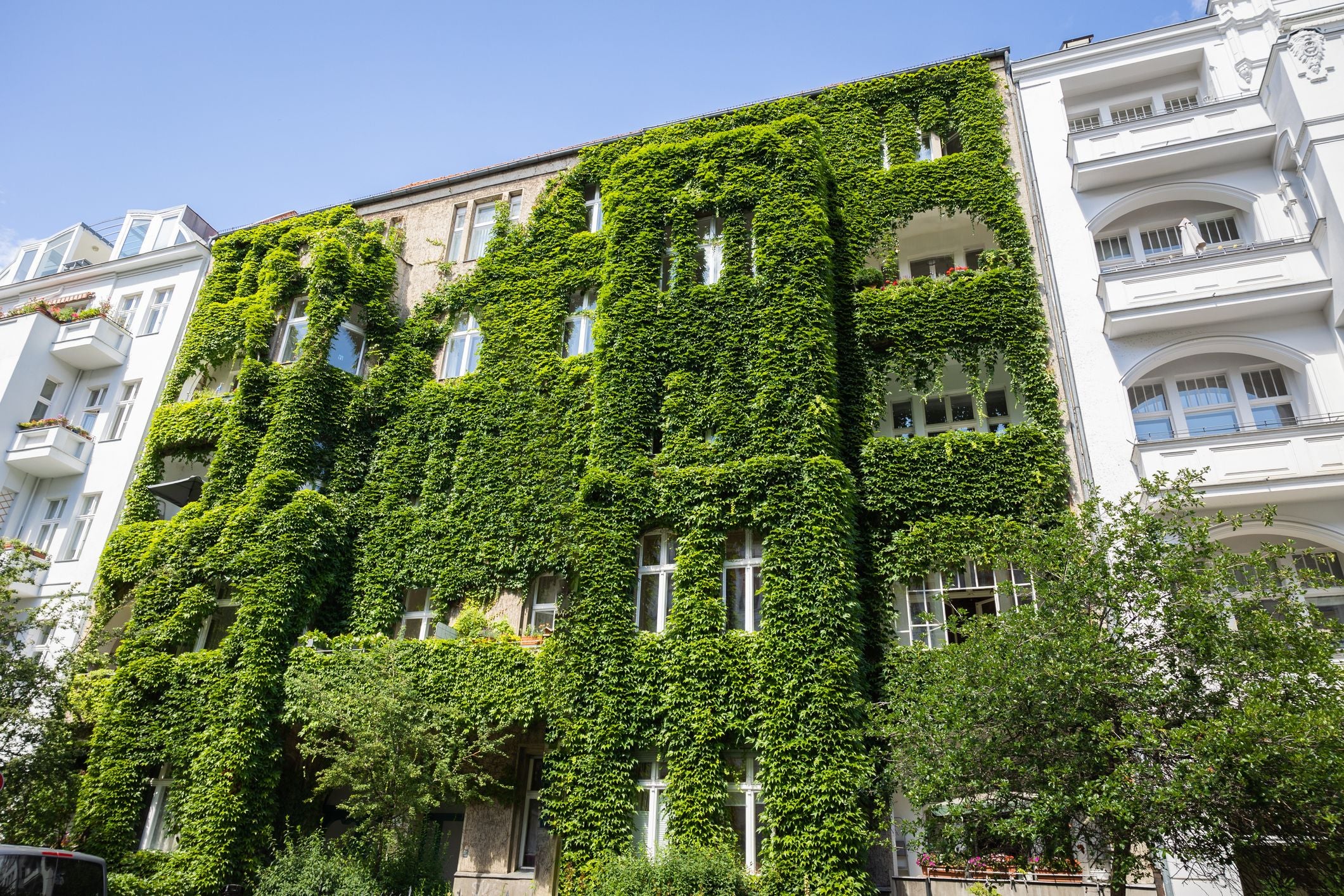 Hausfassade komplett von grünen Kletterpflanzen bewachsen neben weißen Gebäuden.