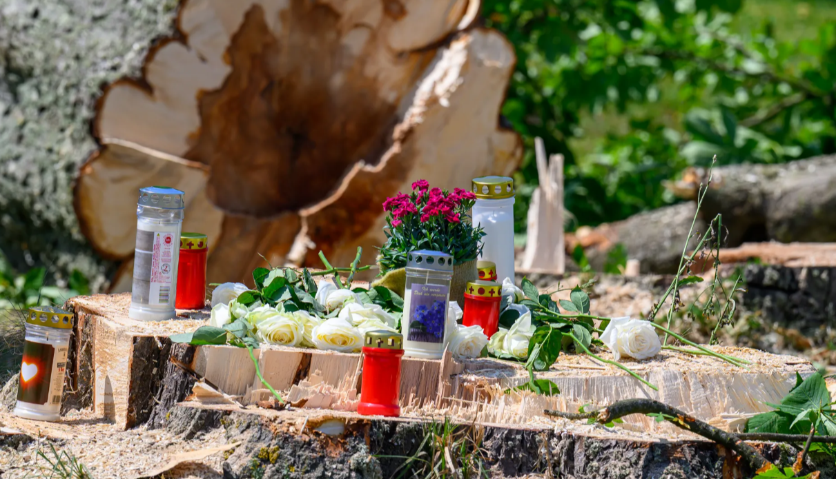 Kerzen, Blumen und Gedenkobjekte auf einem gefällten Baumstamm im Freien.
