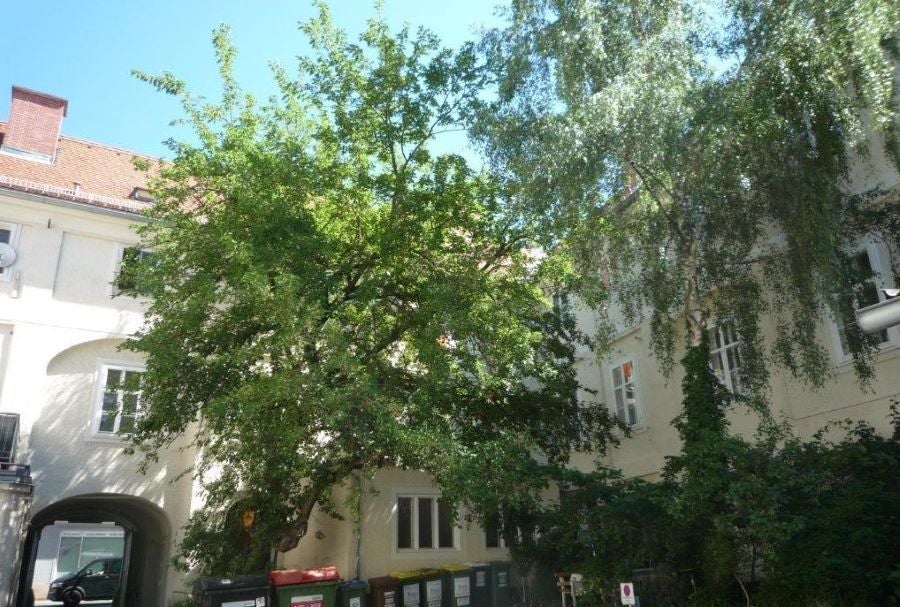 Maulbeerbaum in der Grazer Brückenkopfgasse