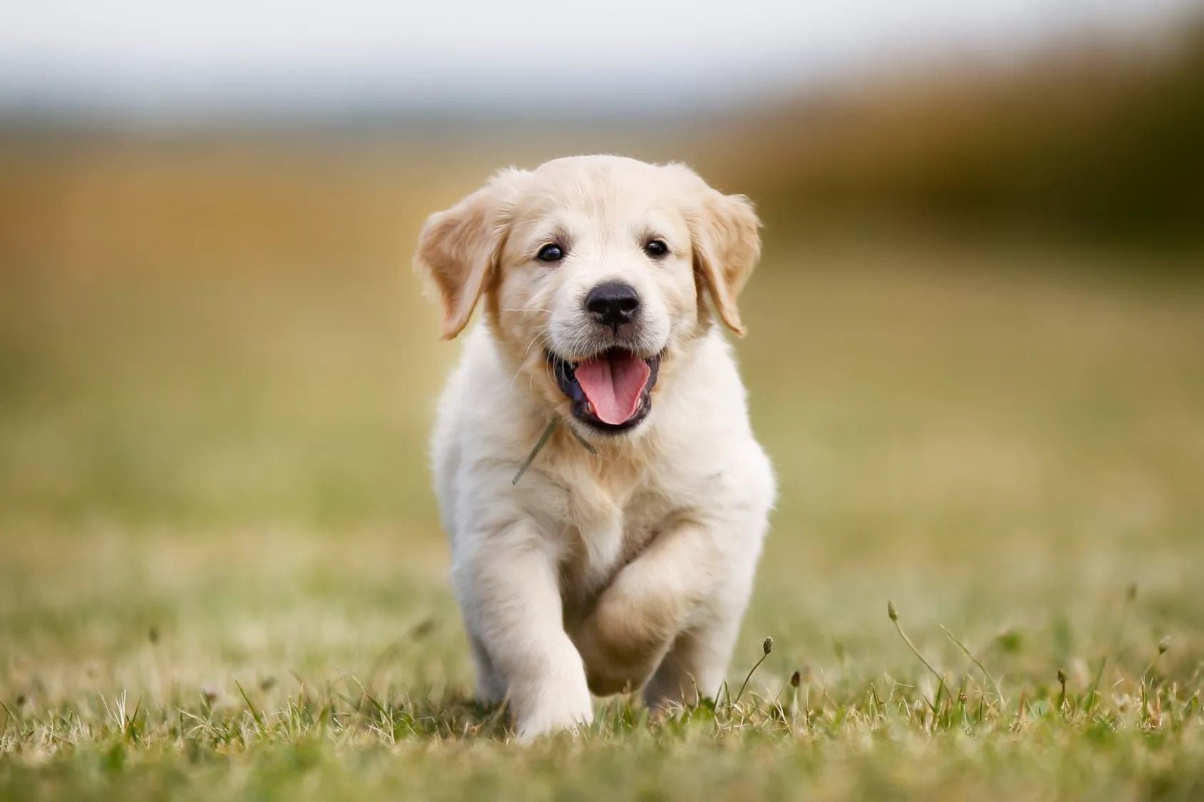 Ein Golden Retriever Welpe läuft fröhlich über eine Wiese.