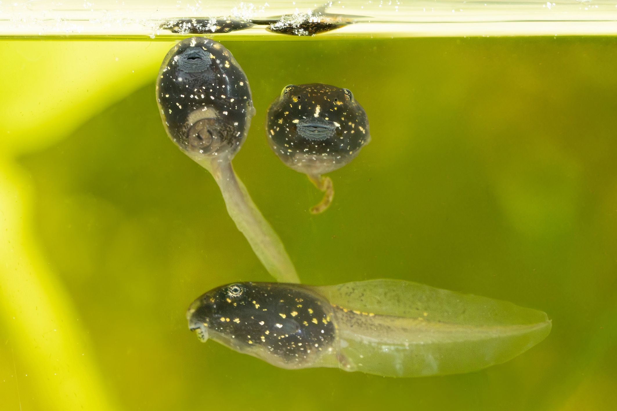 Drei Moorfrosch-Kaulquappen schwimmen im Wasser mit grünem Hintergrund nahe der Oberfläche.