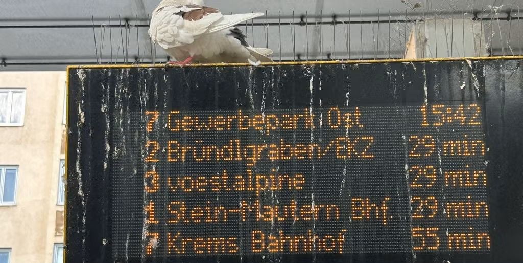Taube sitzt auf einer verschmutzten digitalen Abfahrtsanzeige am Bahnhof.